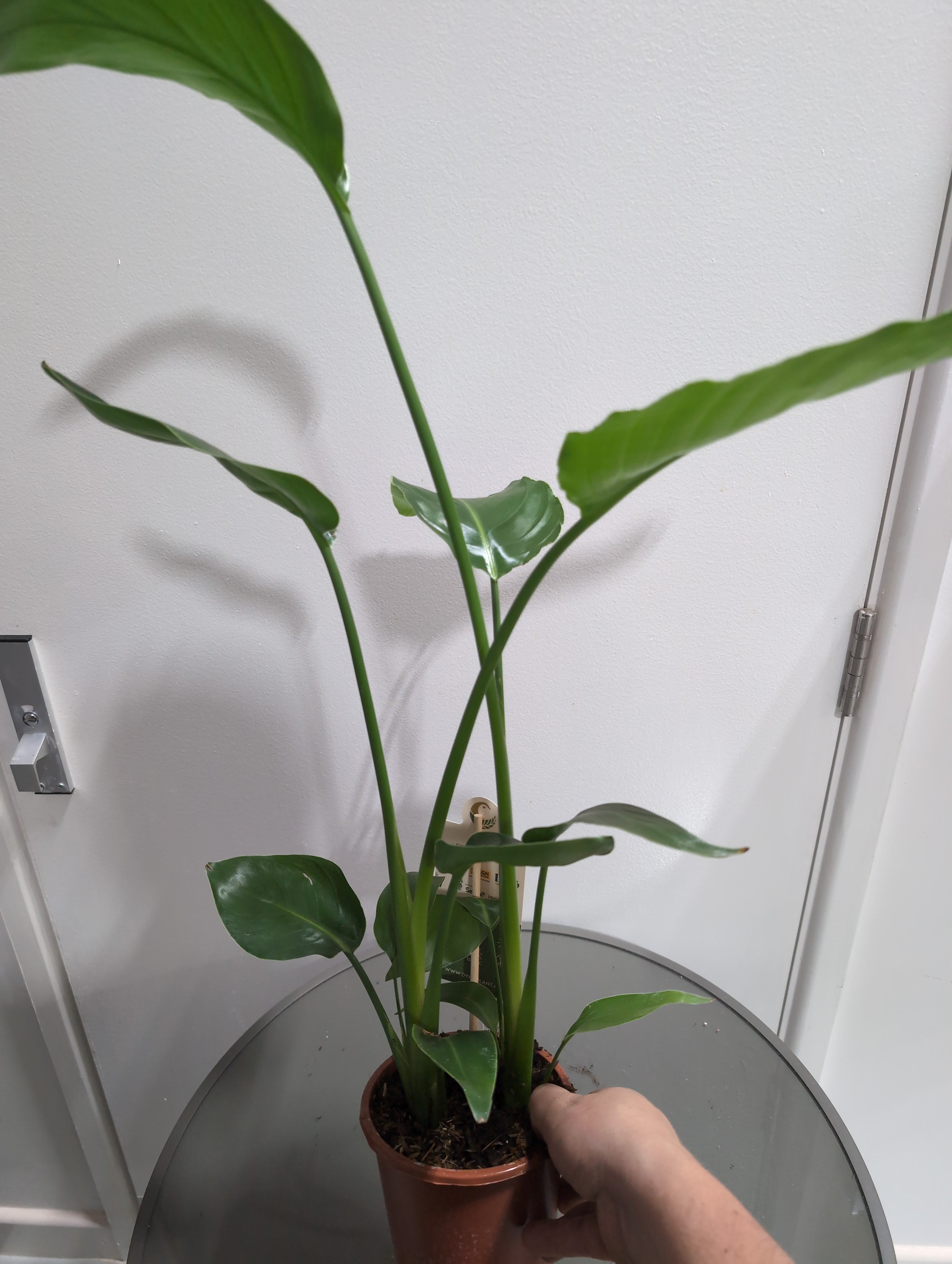 Bird of Paradise | Strelitzia nicolai | 16cm