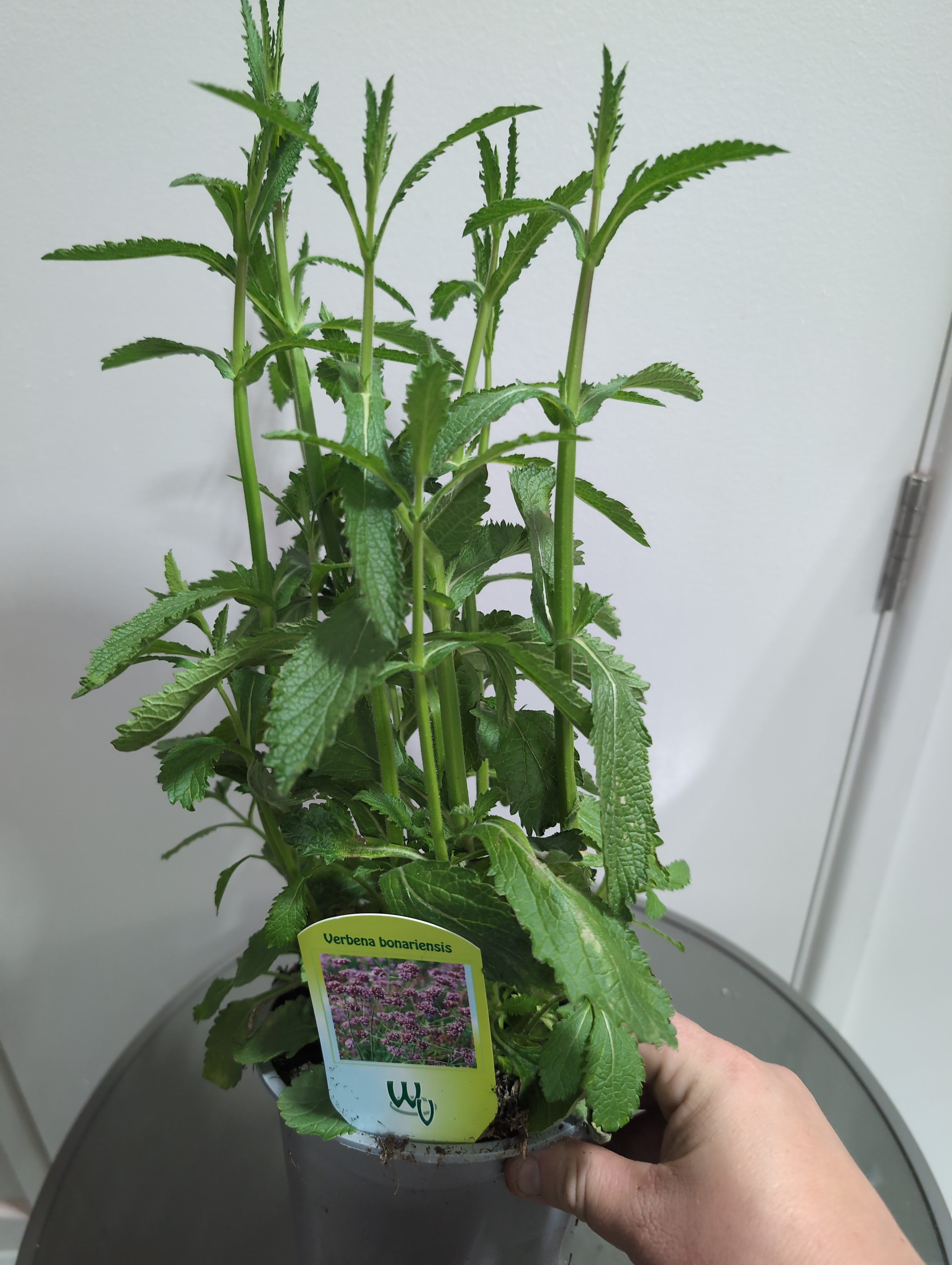 Verbena | Bonariensis