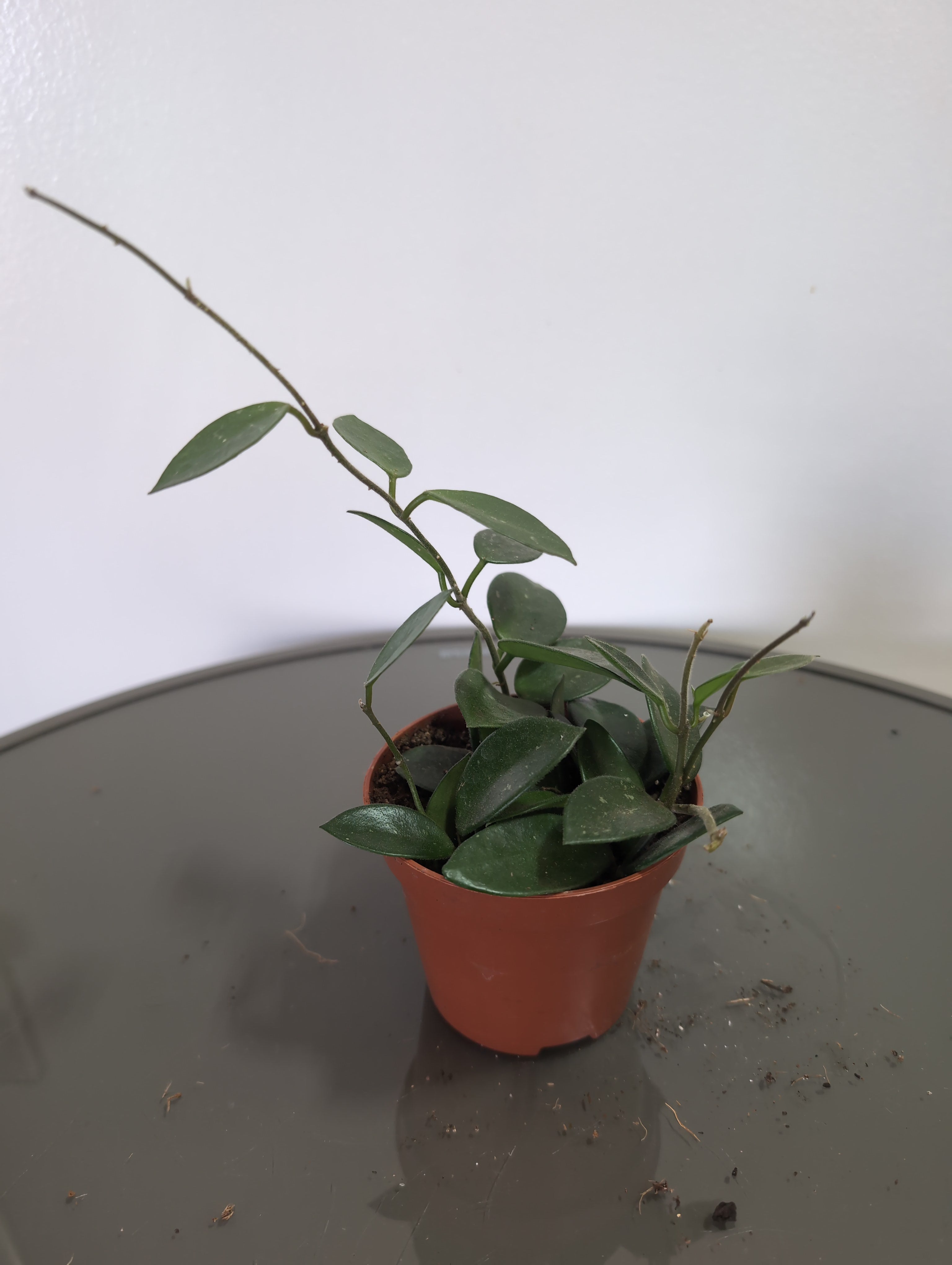 Hoya Carnosa | Wax Plant