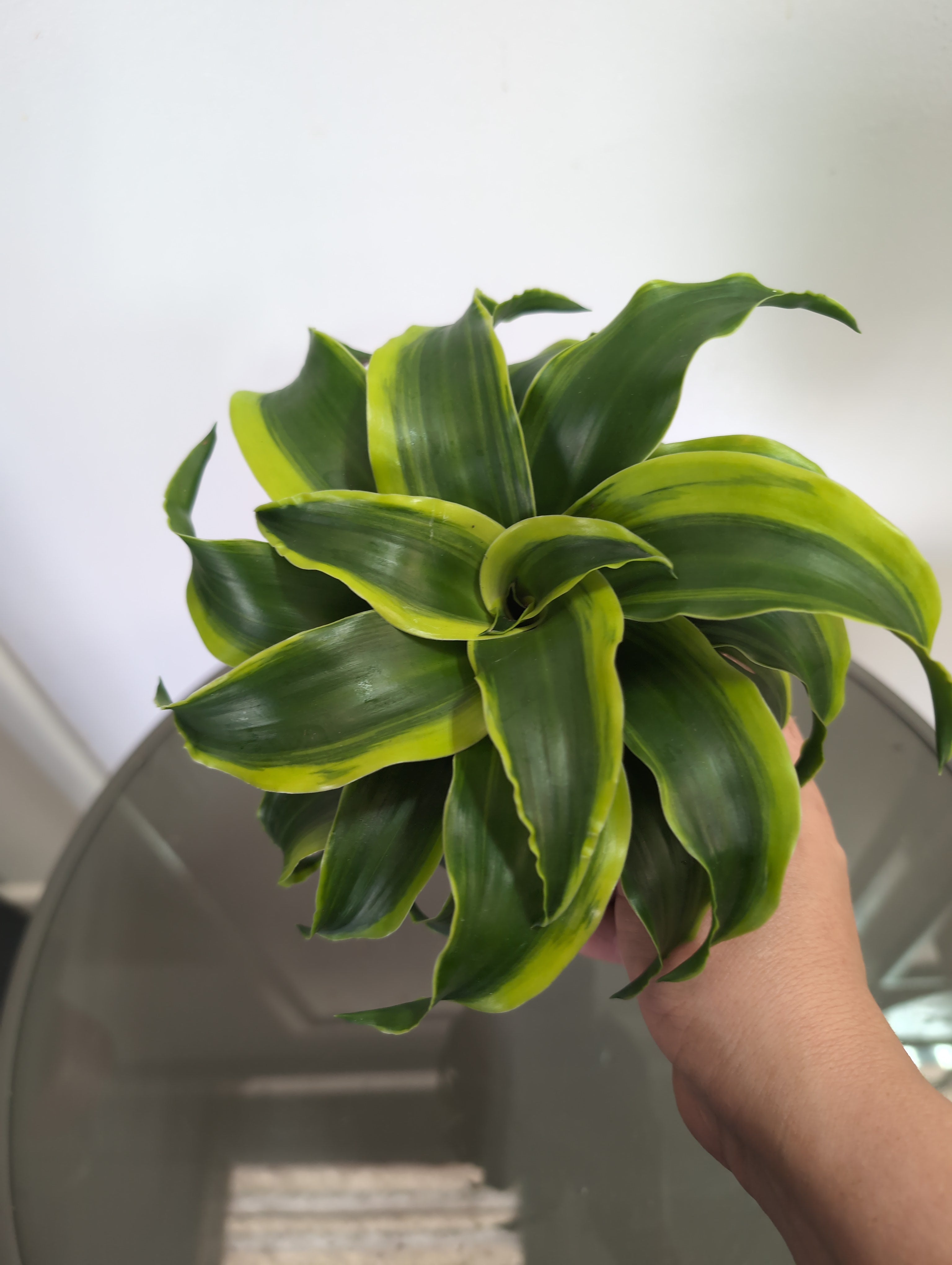 Tornado Dragon Tree | Dracaena Fragrans | Tornado