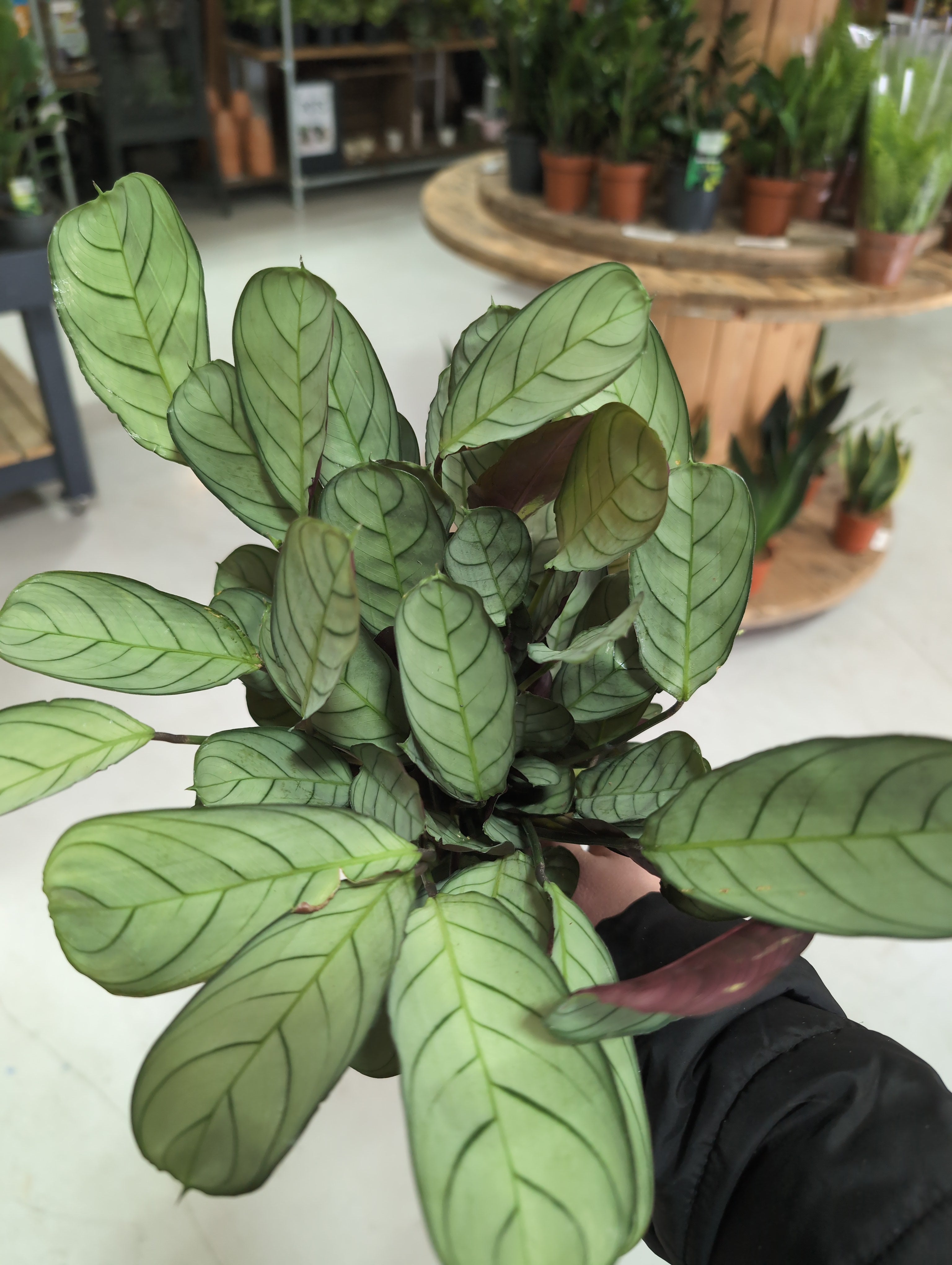 Fishbone Prayer Plant  | Ctenanthe Amagris