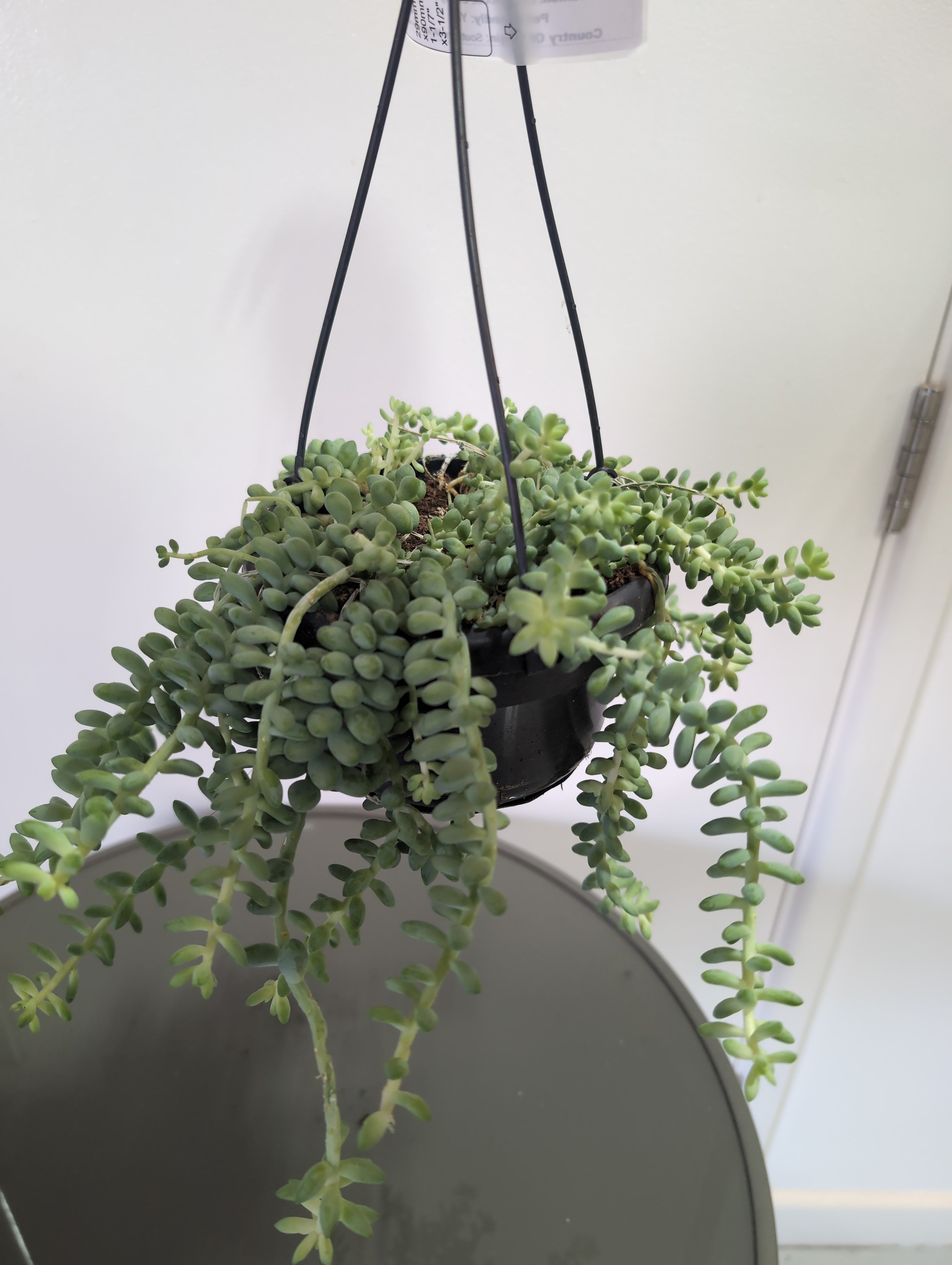 Sedum | Burrito | Burro’s Tail | Hanging Plant