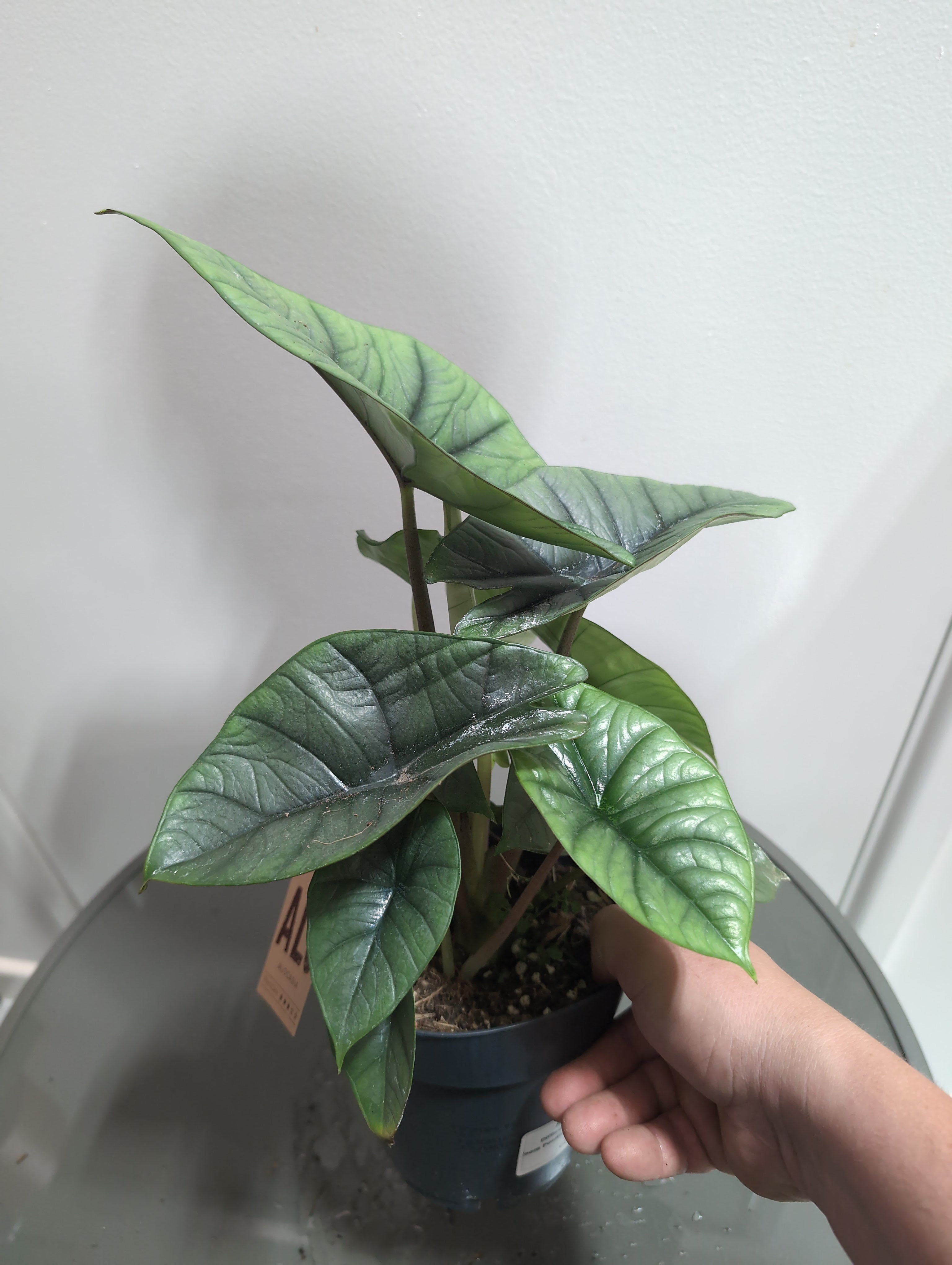 Alocasia | Silver Dragon