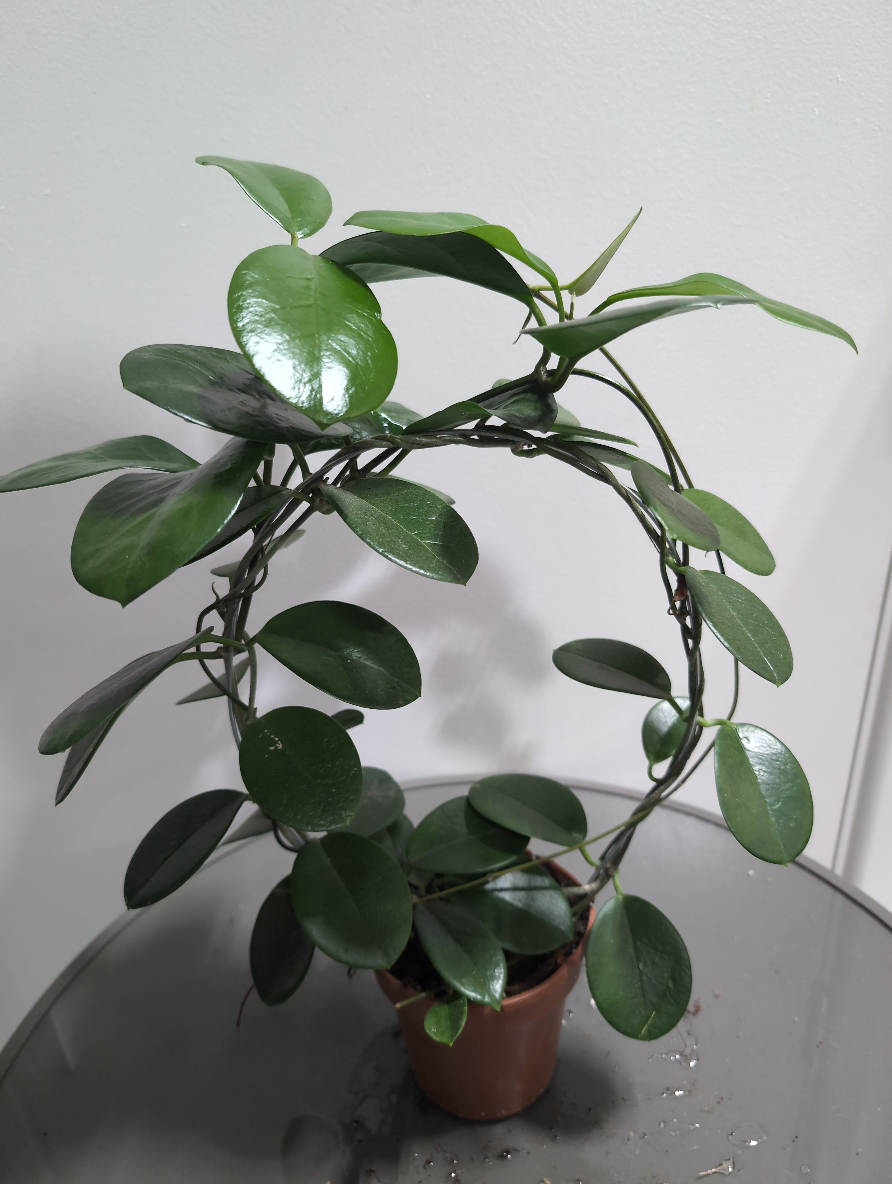 Hoya | Wax Plant | Circle Frame |