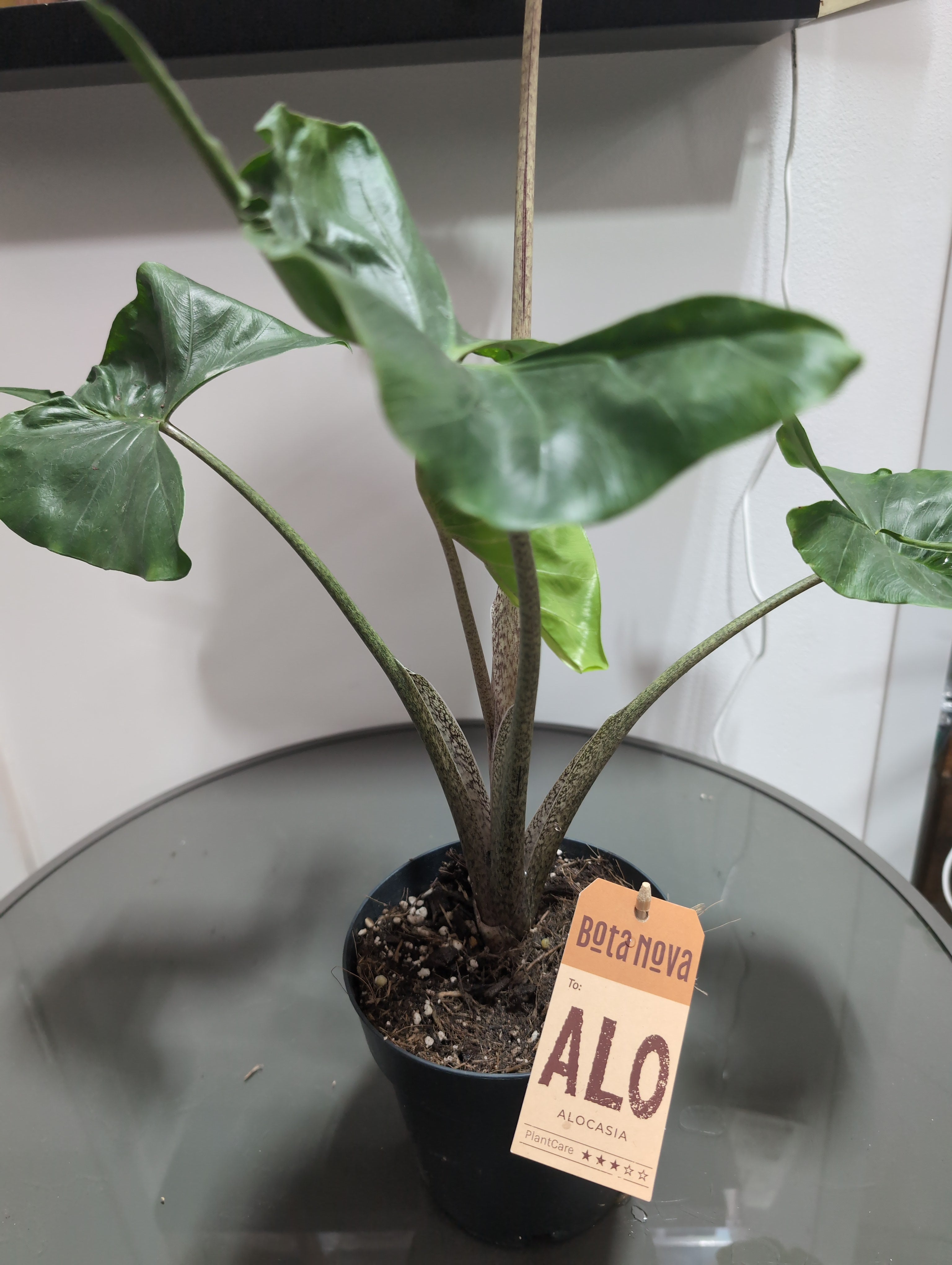 Alocasia | Stingray