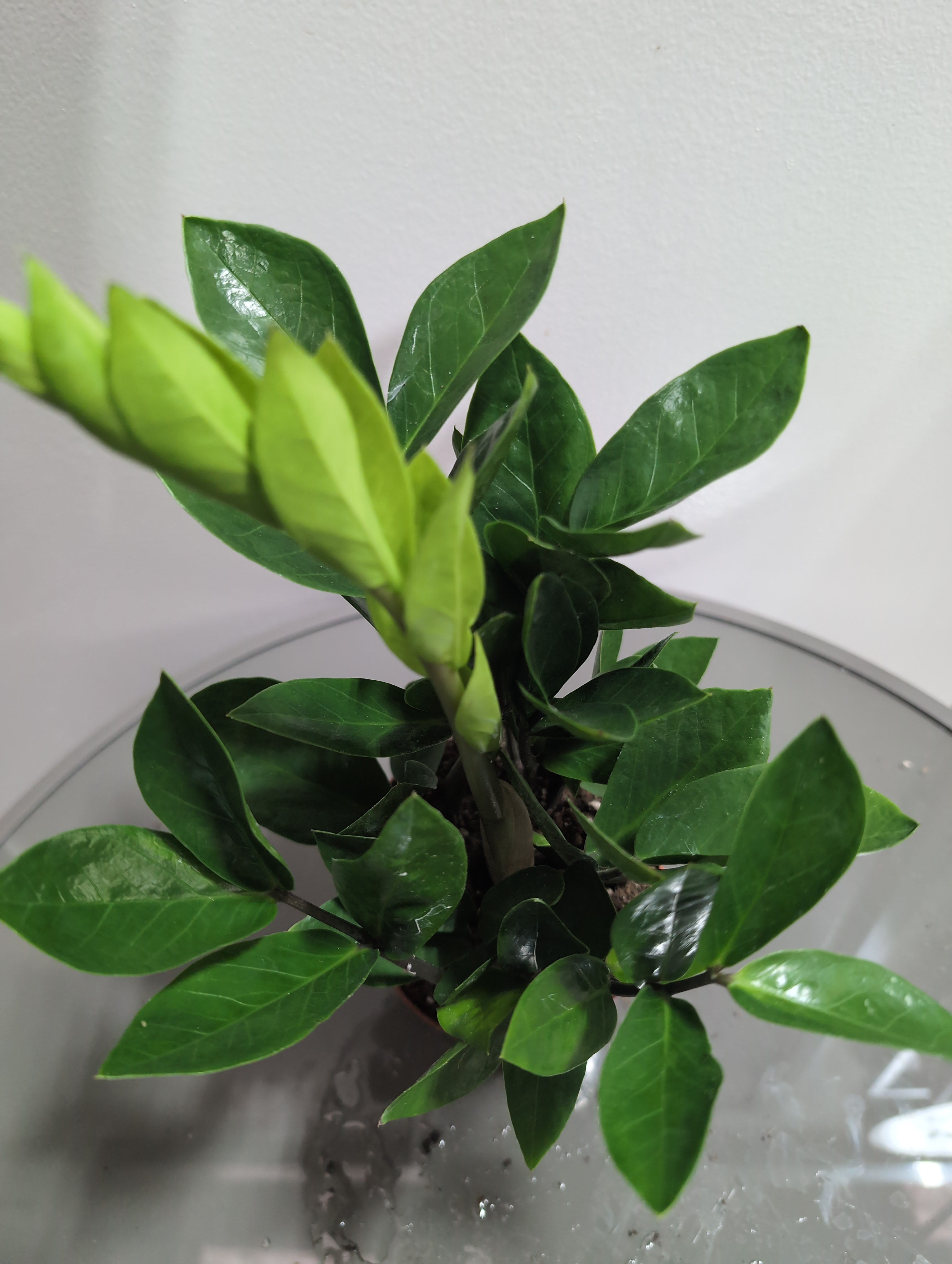 ZZ Plant | Zamioculcas Zamiifolia