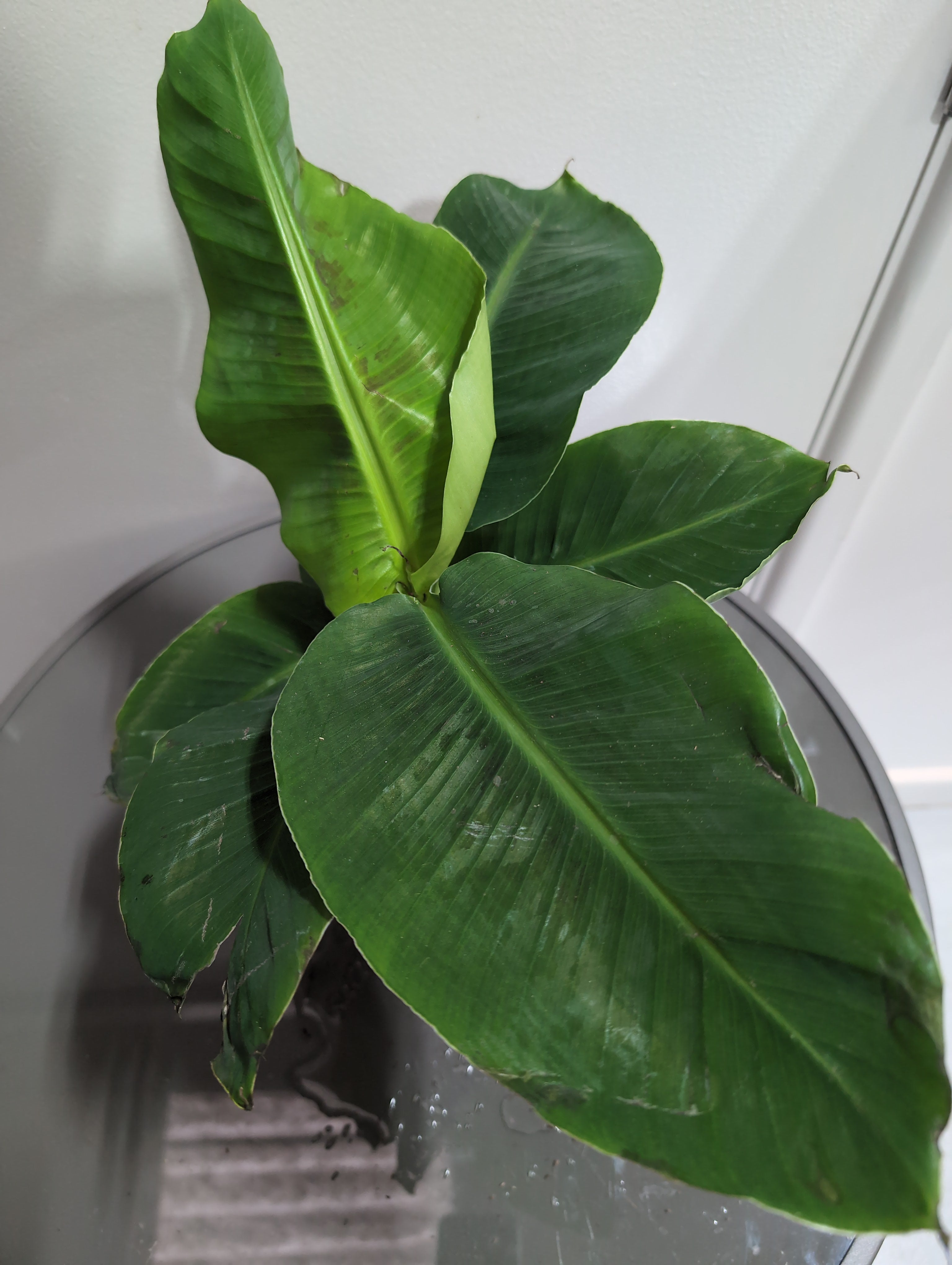 Banana Plant | Musa | Tropicana