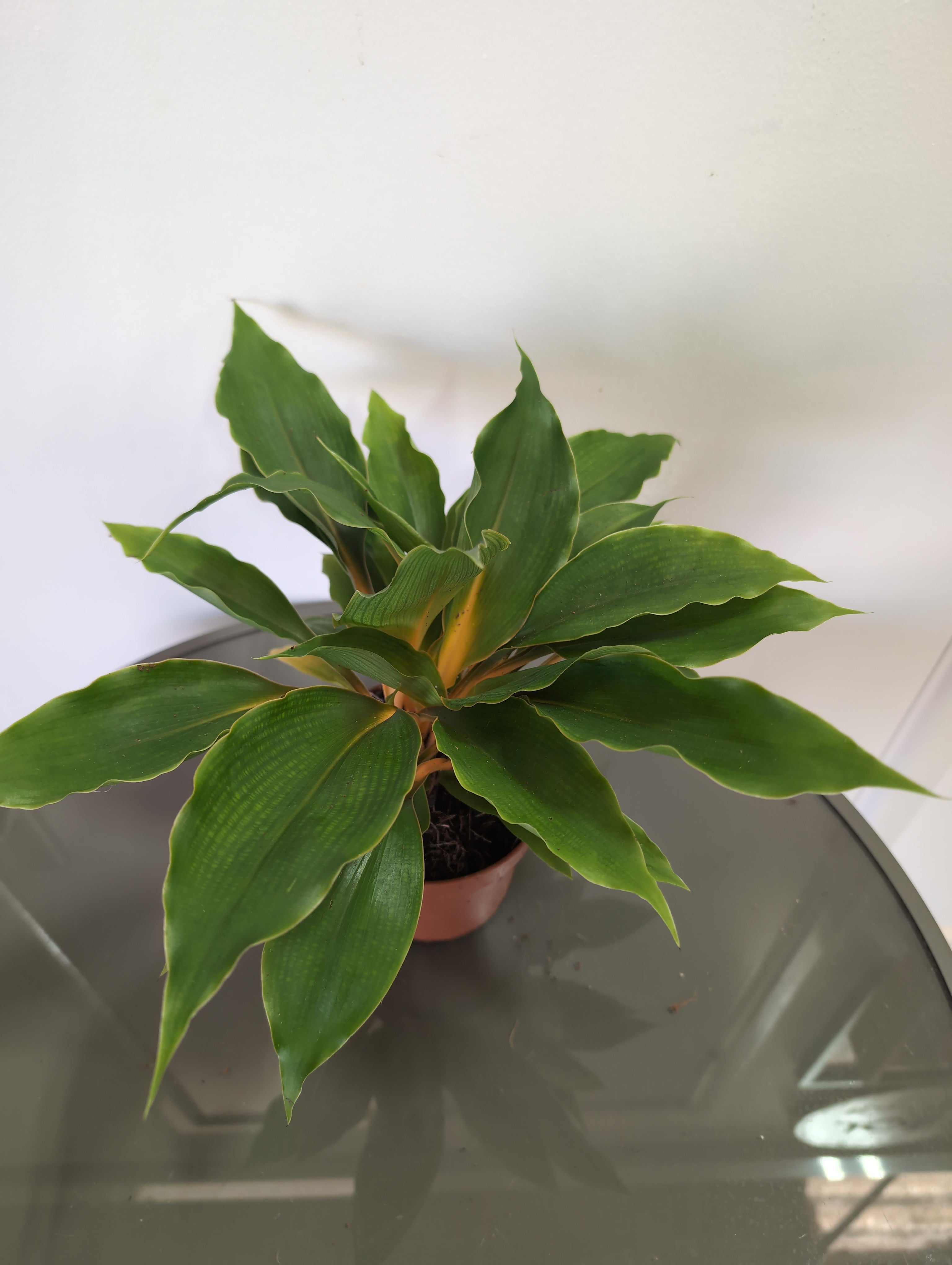 Spider Plant | Chlorophytum Orchidastrum | Fire Flash Plant