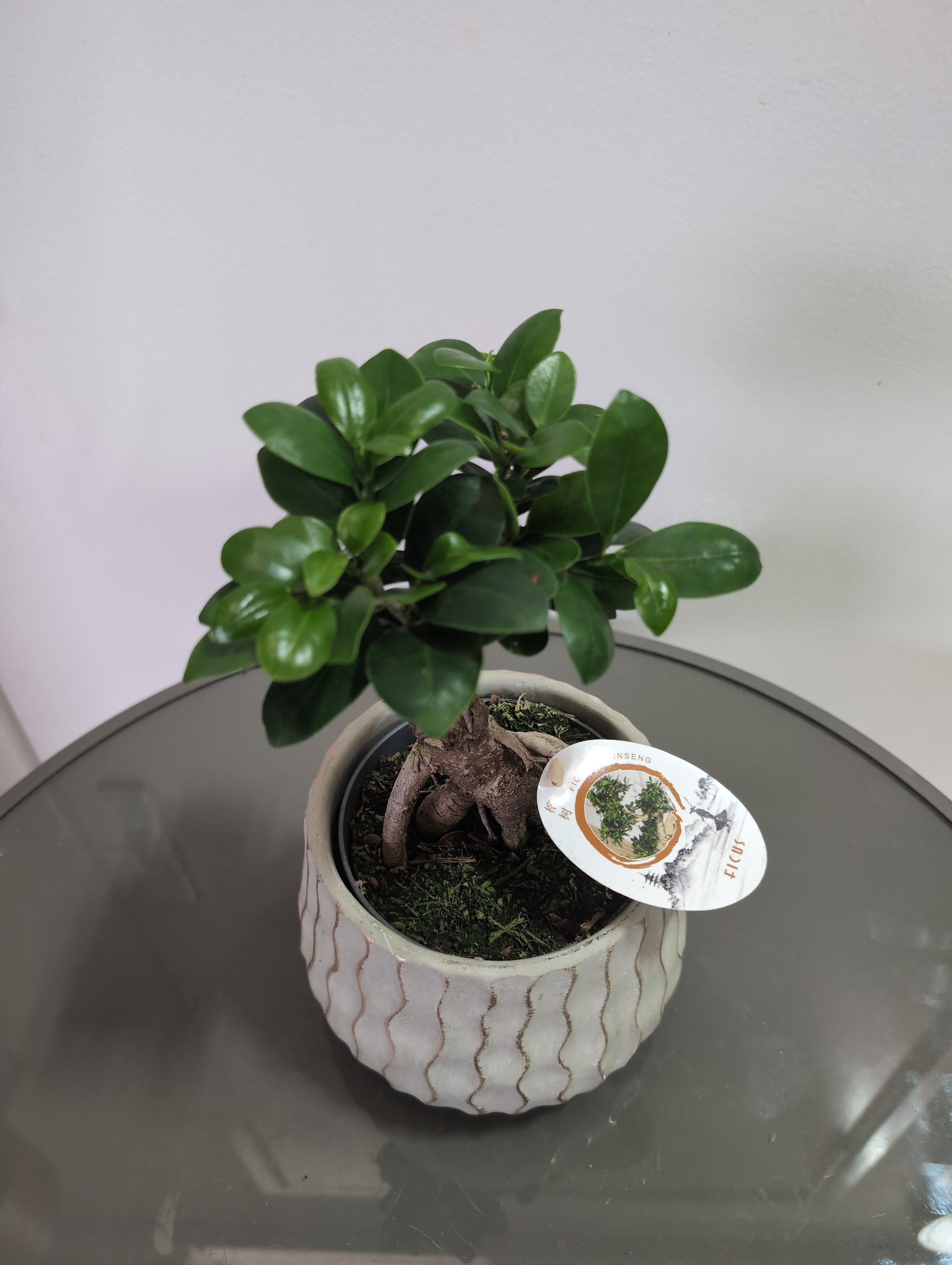 Ginseng Ficus | Ficus microcarpa | ceramic Pot