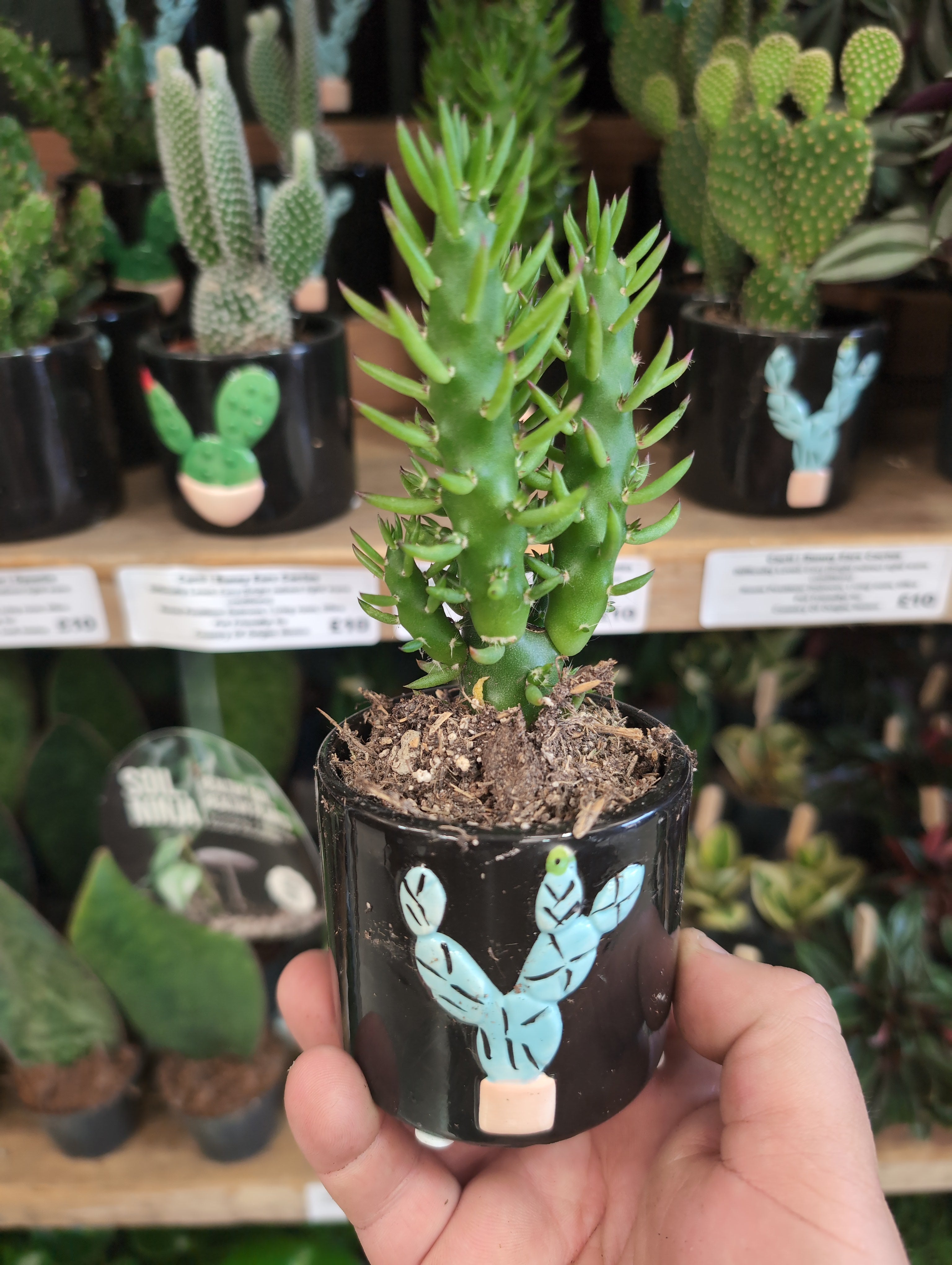 Monstrose Eve’s Needle Cactus | Austrocylindropuntia subulata f. monstruosa In Pot