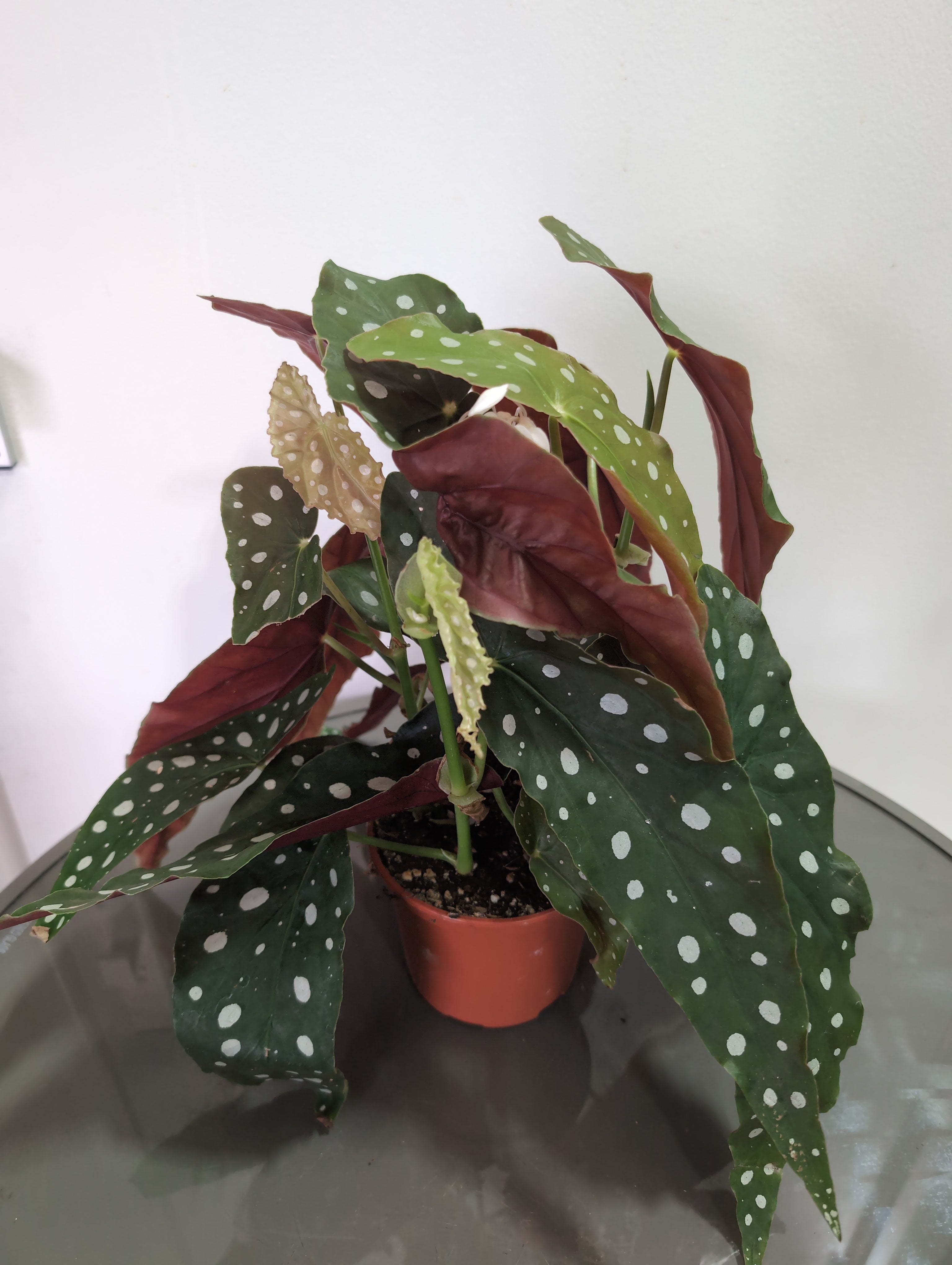 Polka Dot Begonia | Begonia maculata | 12cm