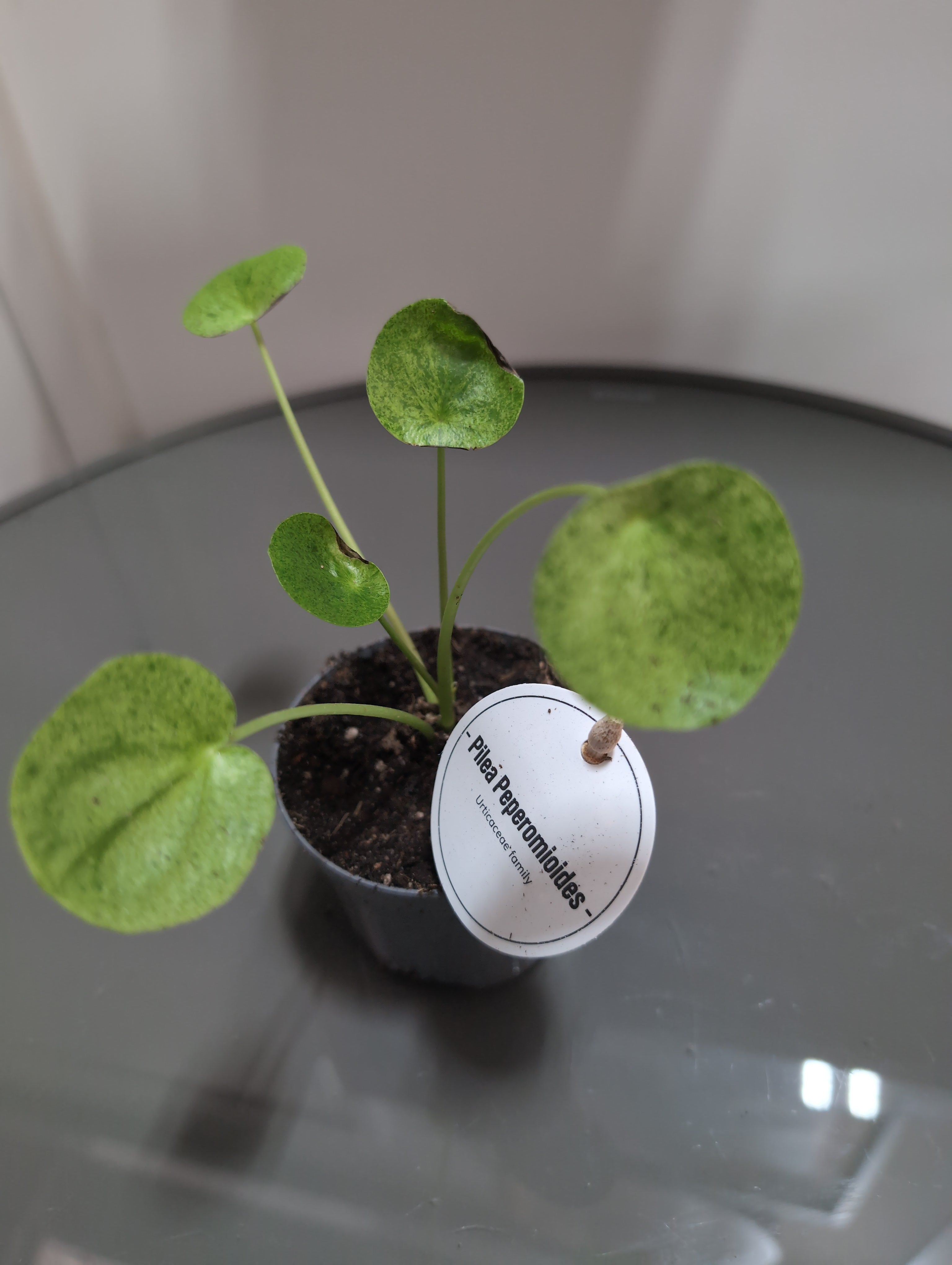 Chinese Money Plant | Mojito | Pilea peperomioides