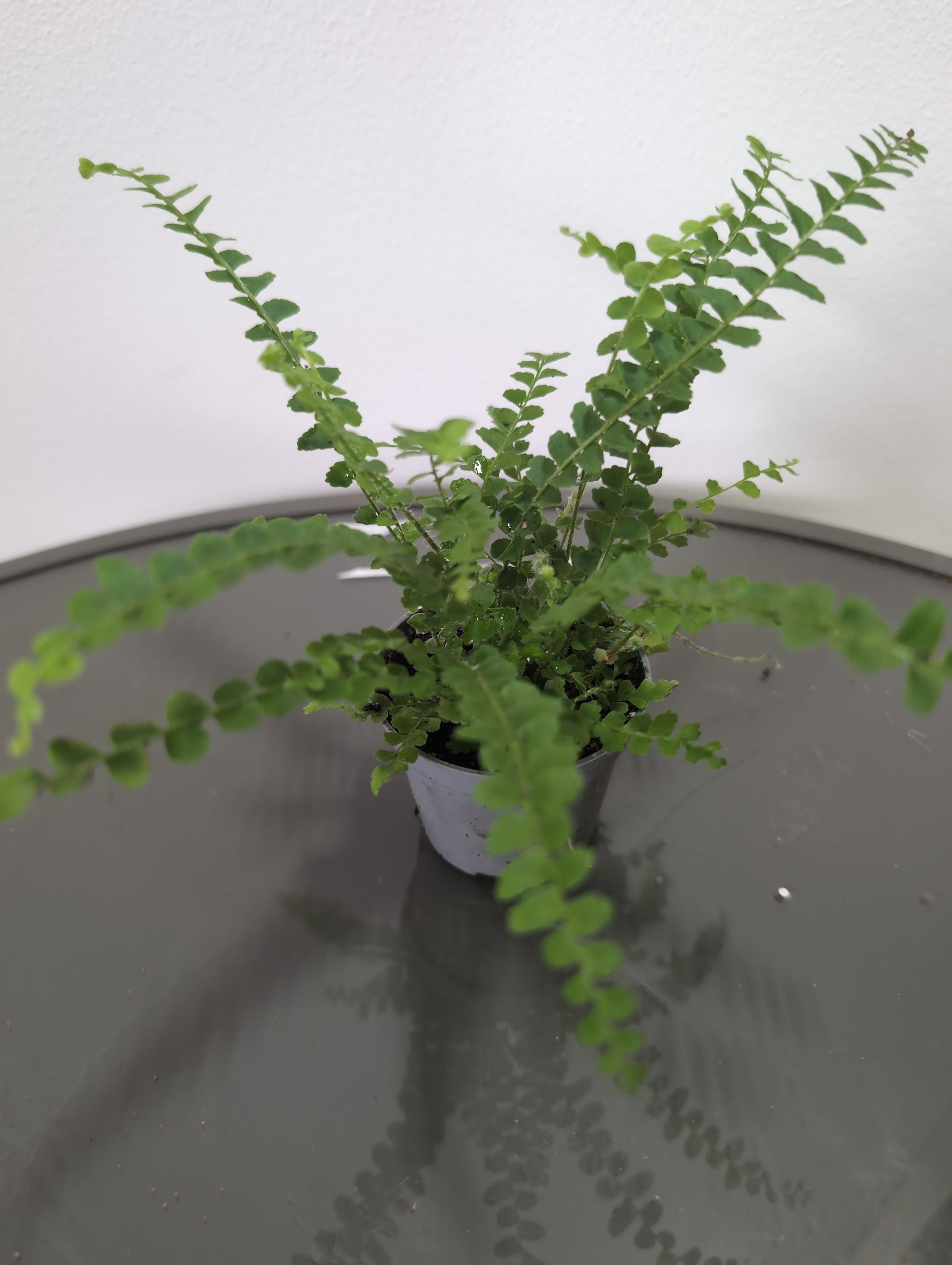 Lemon Button Fern
