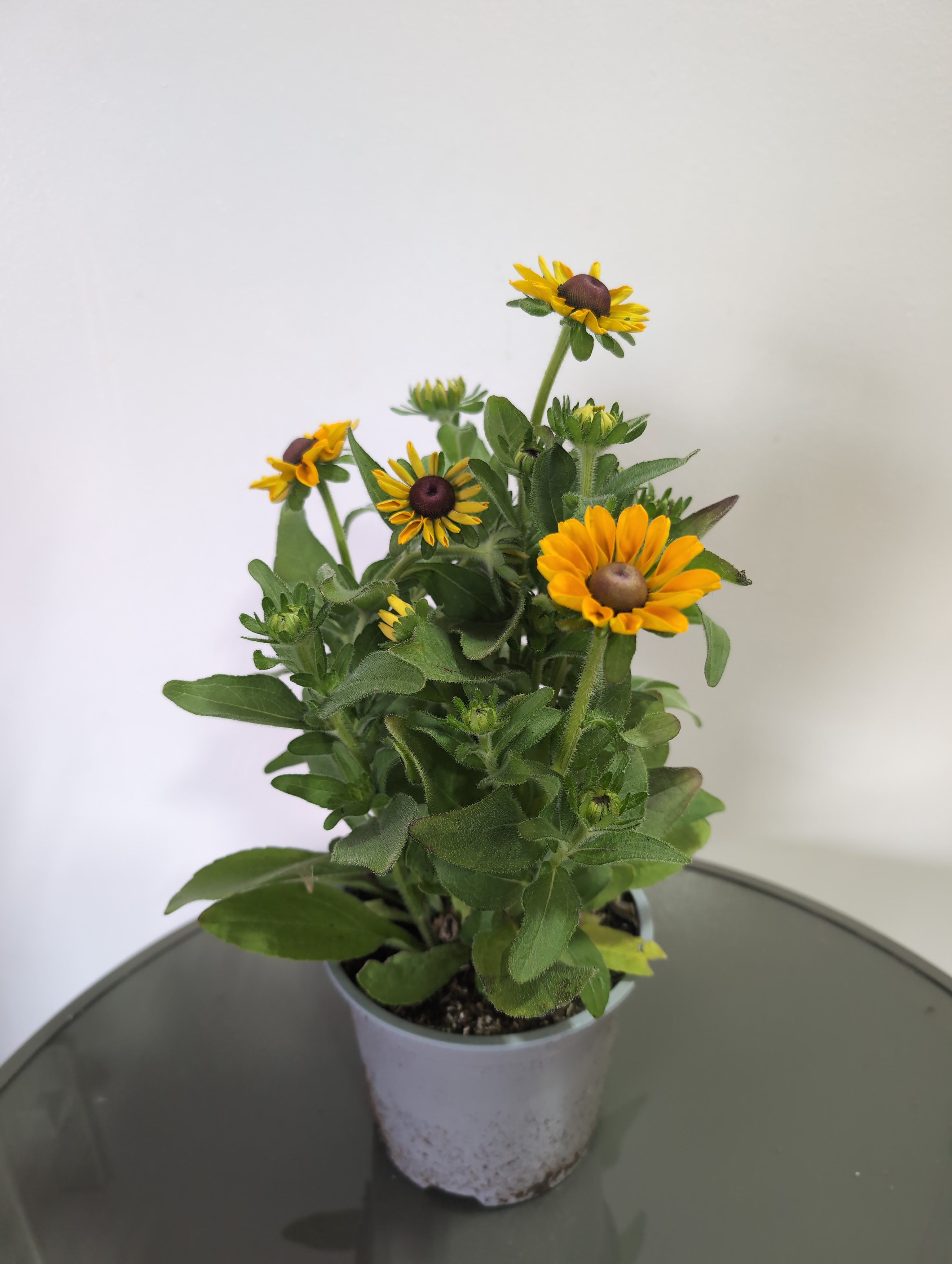 Rudbeckia | Tiger Eye Gold