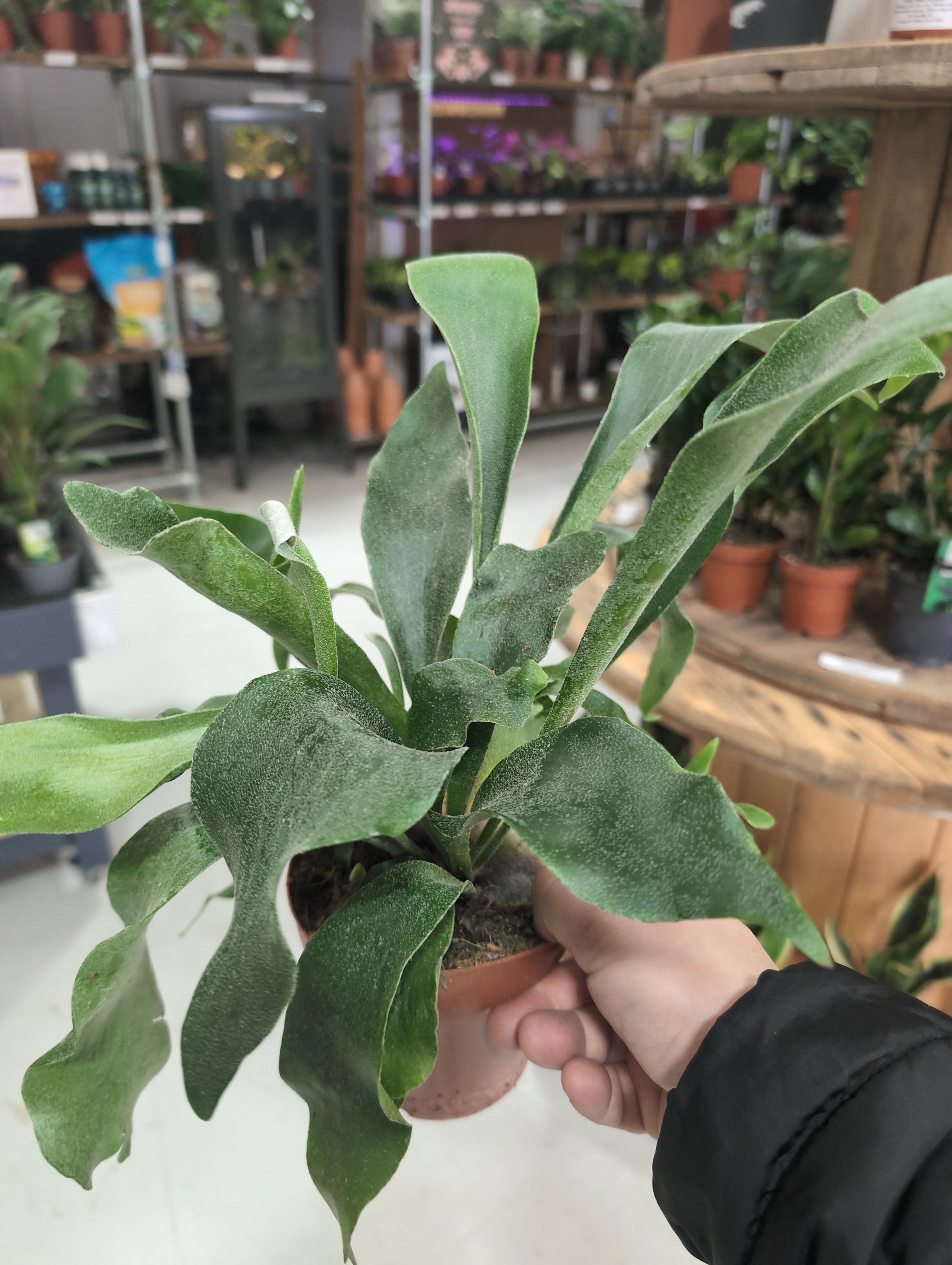 Staghorn Fern | Platycerium bifurcatum