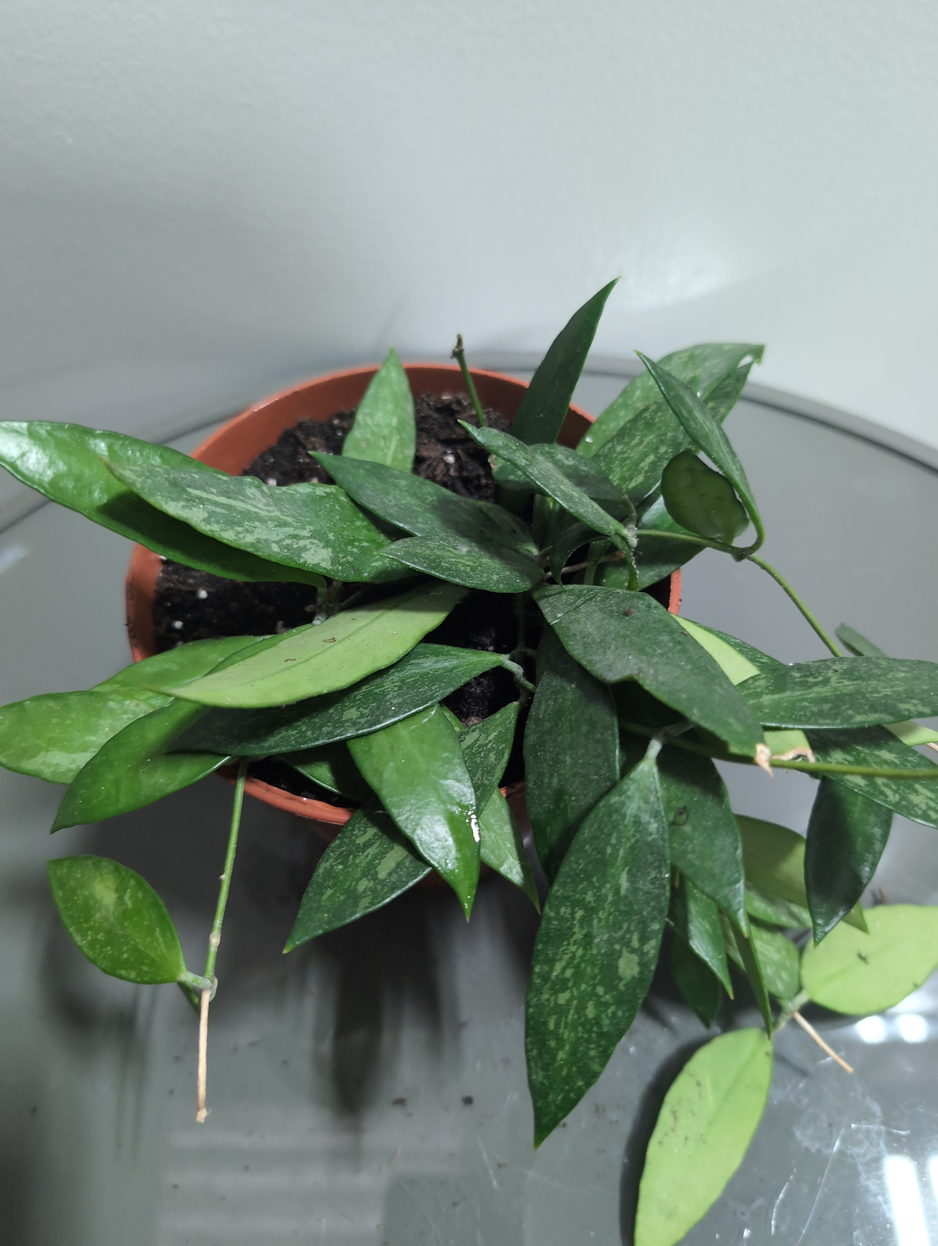 Hoya | Silver Spot | Silver Spot Wax Plant