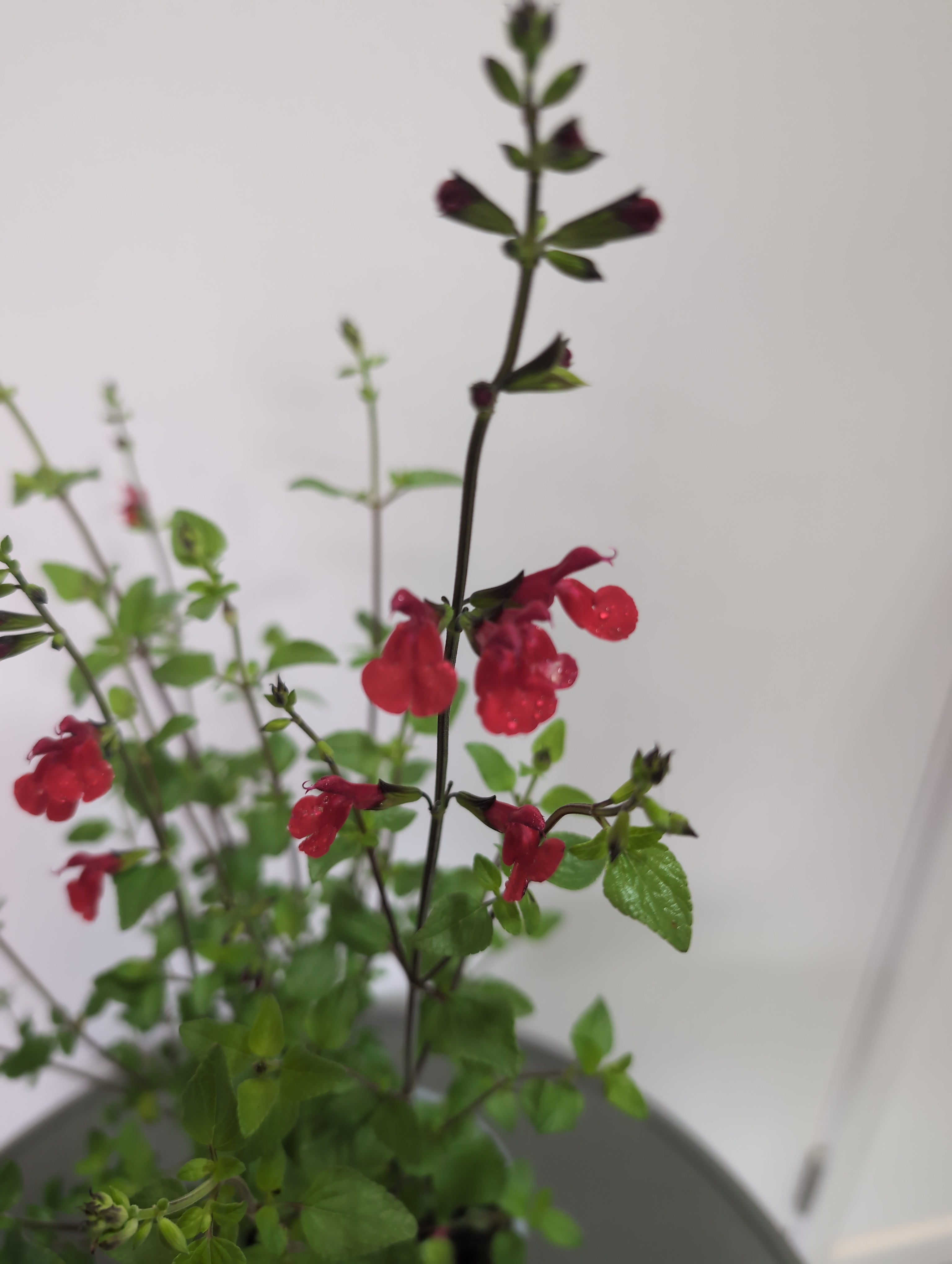 Salvia | Hot Lips