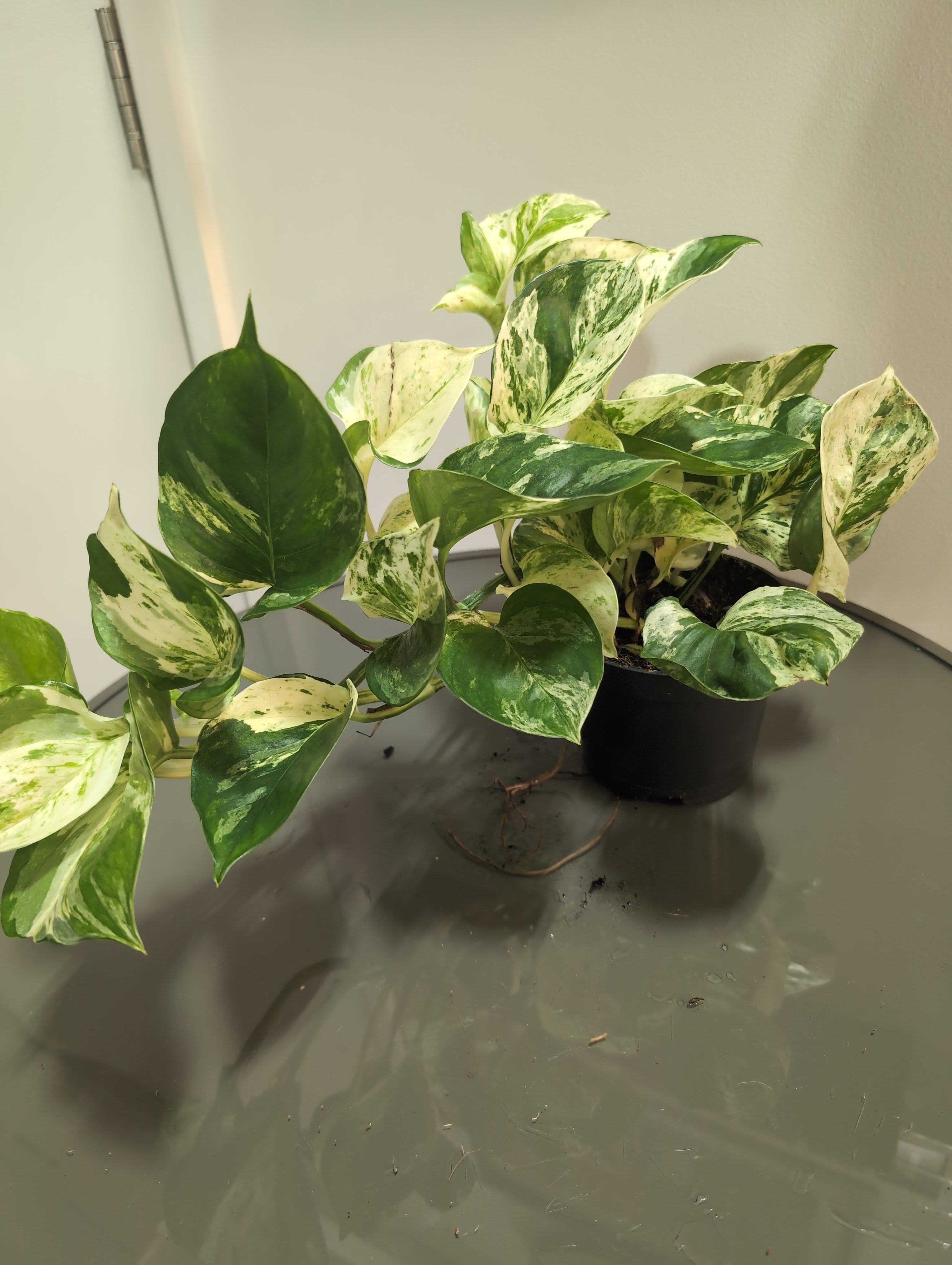 Devil's Ivy 'Happy Leaf' | Epipremnum aureum