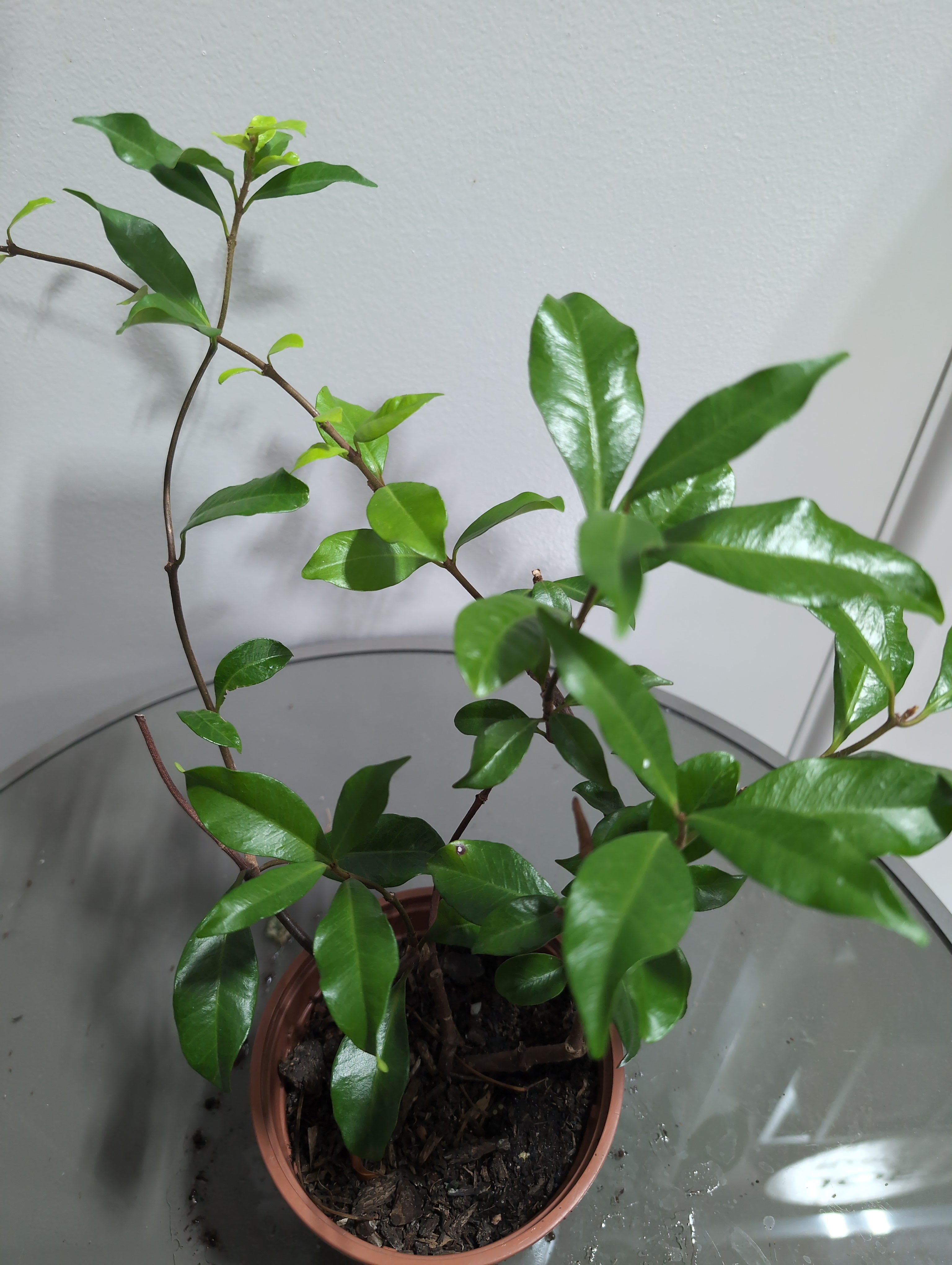 Trachelospermum | Pink Showers | Fragrant Pink Star Jasmine
