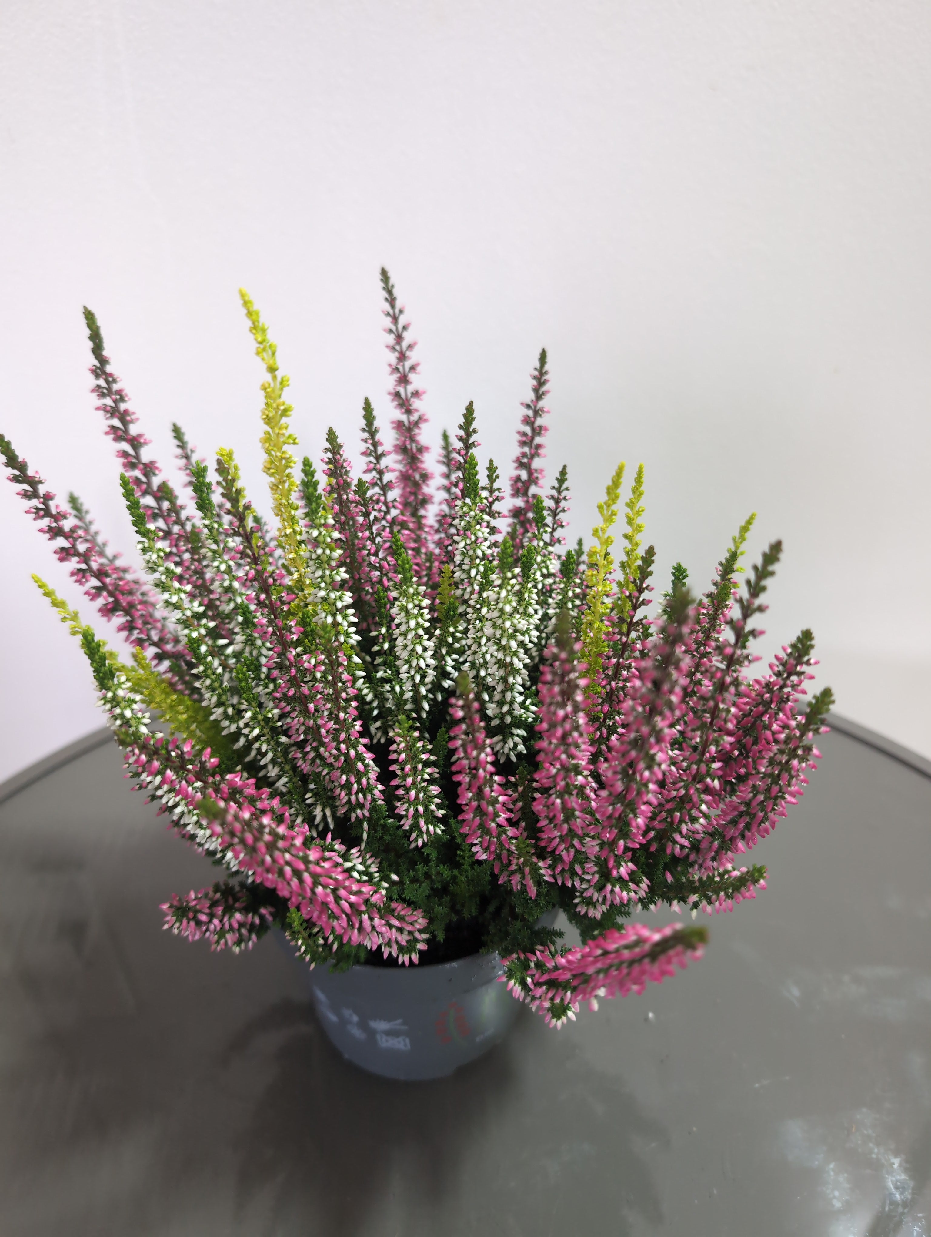 Heather | Twin-Colour | Calluna Beauty Ladies Trio