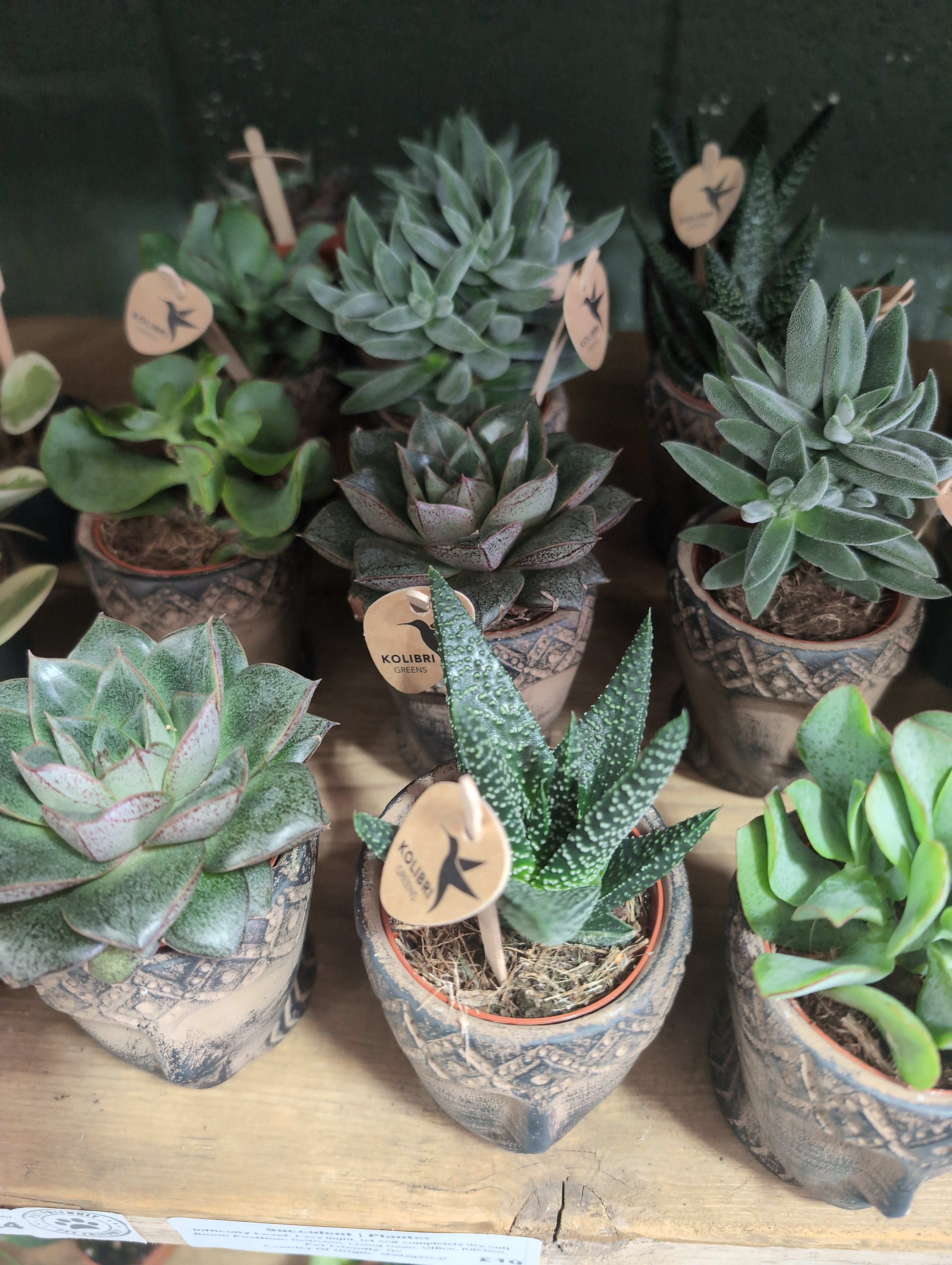 Succulents | Mixed Variety | Face Planter