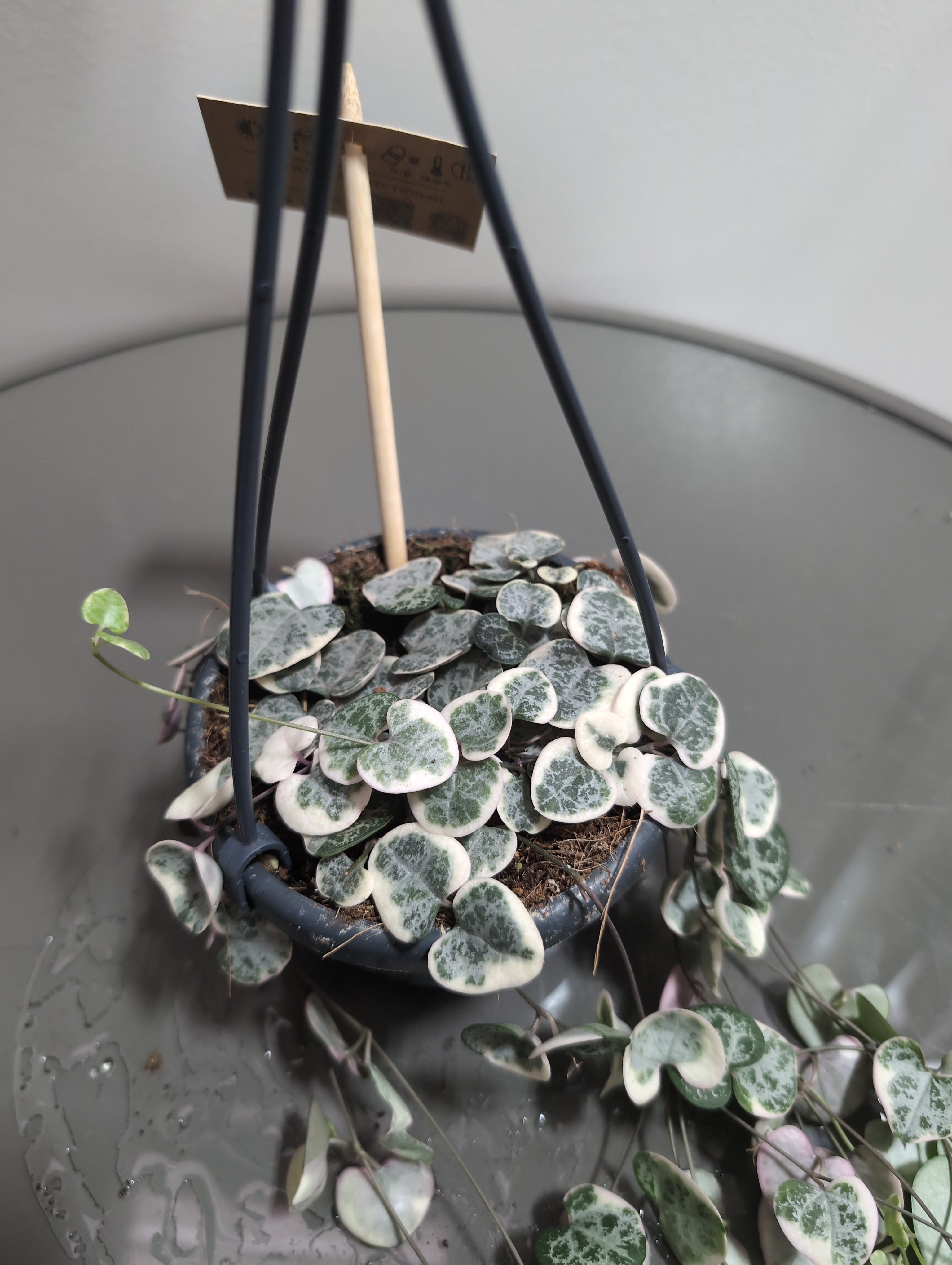 String Of Hearts | Ceropegia woodii | Variagated