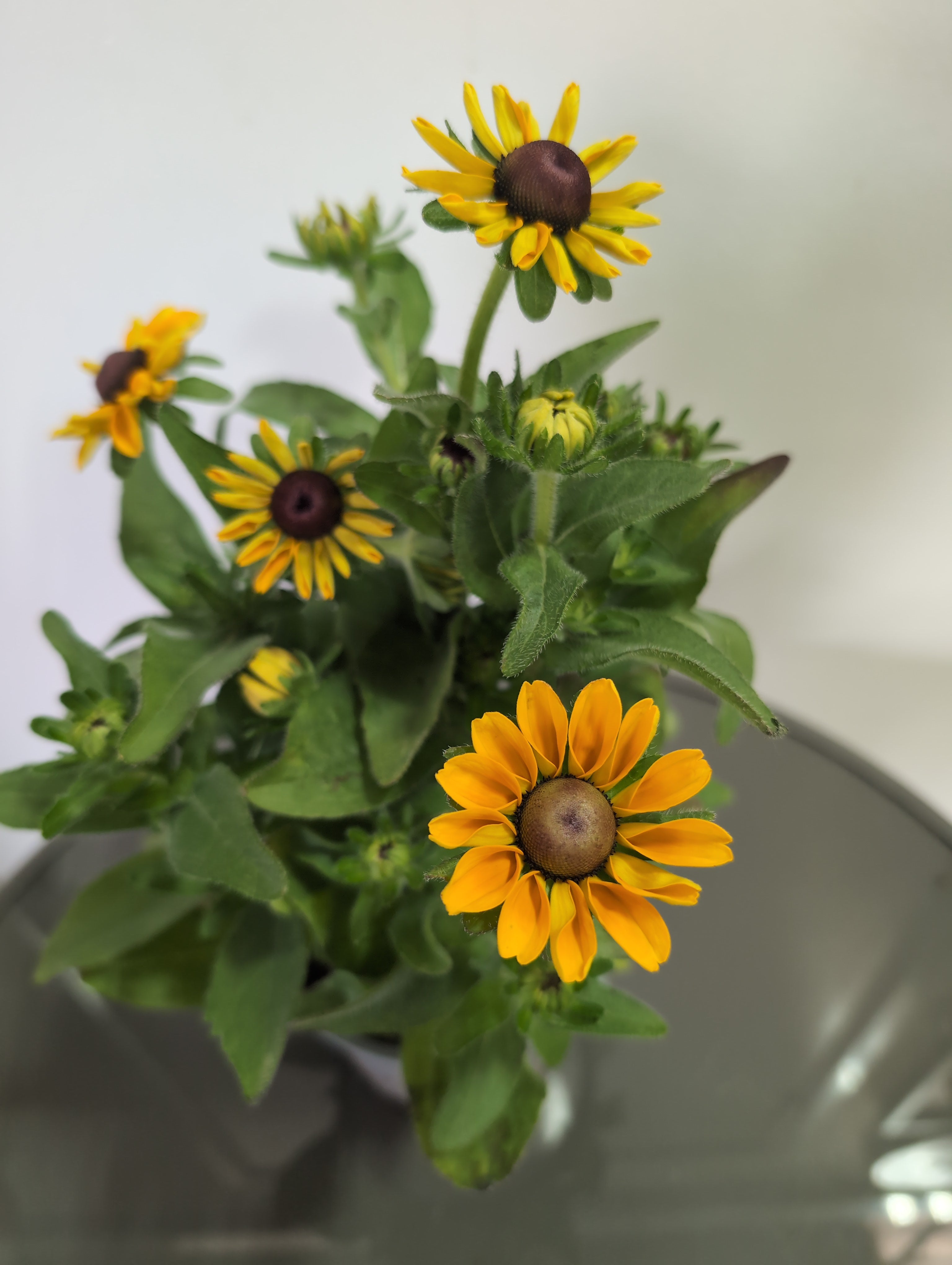 Rudbeckia | Tiger Eye Gold