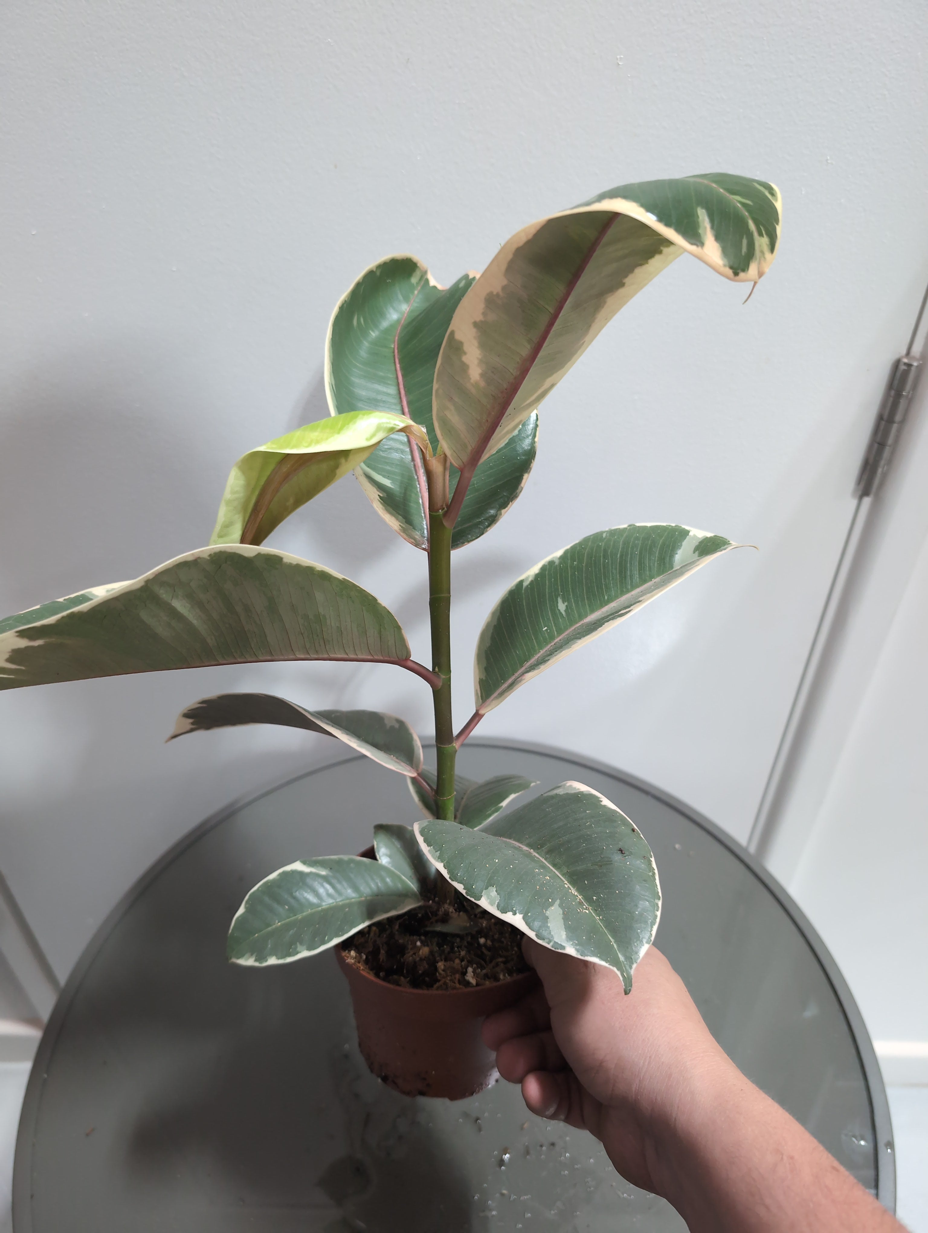 Ficus Elastica | Tineke