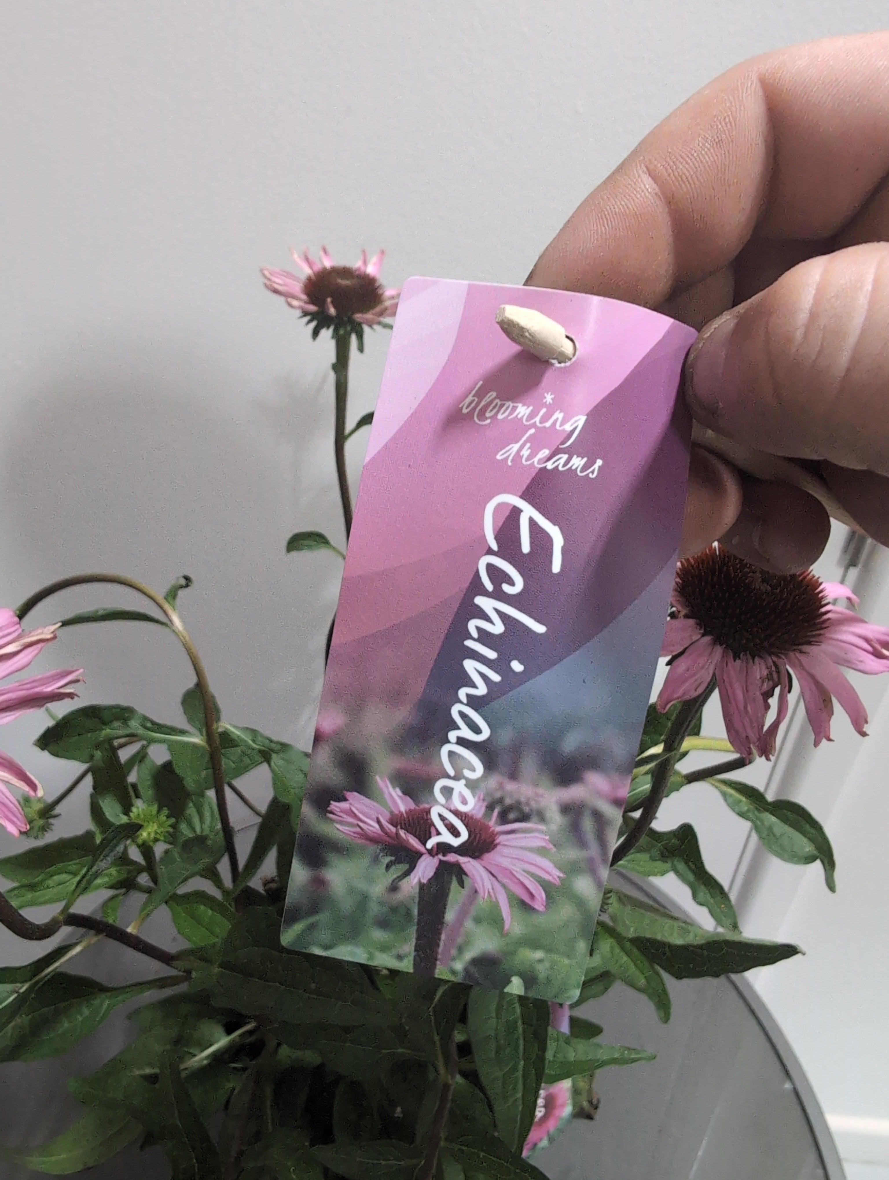 Echinacea | Mooodz Courage