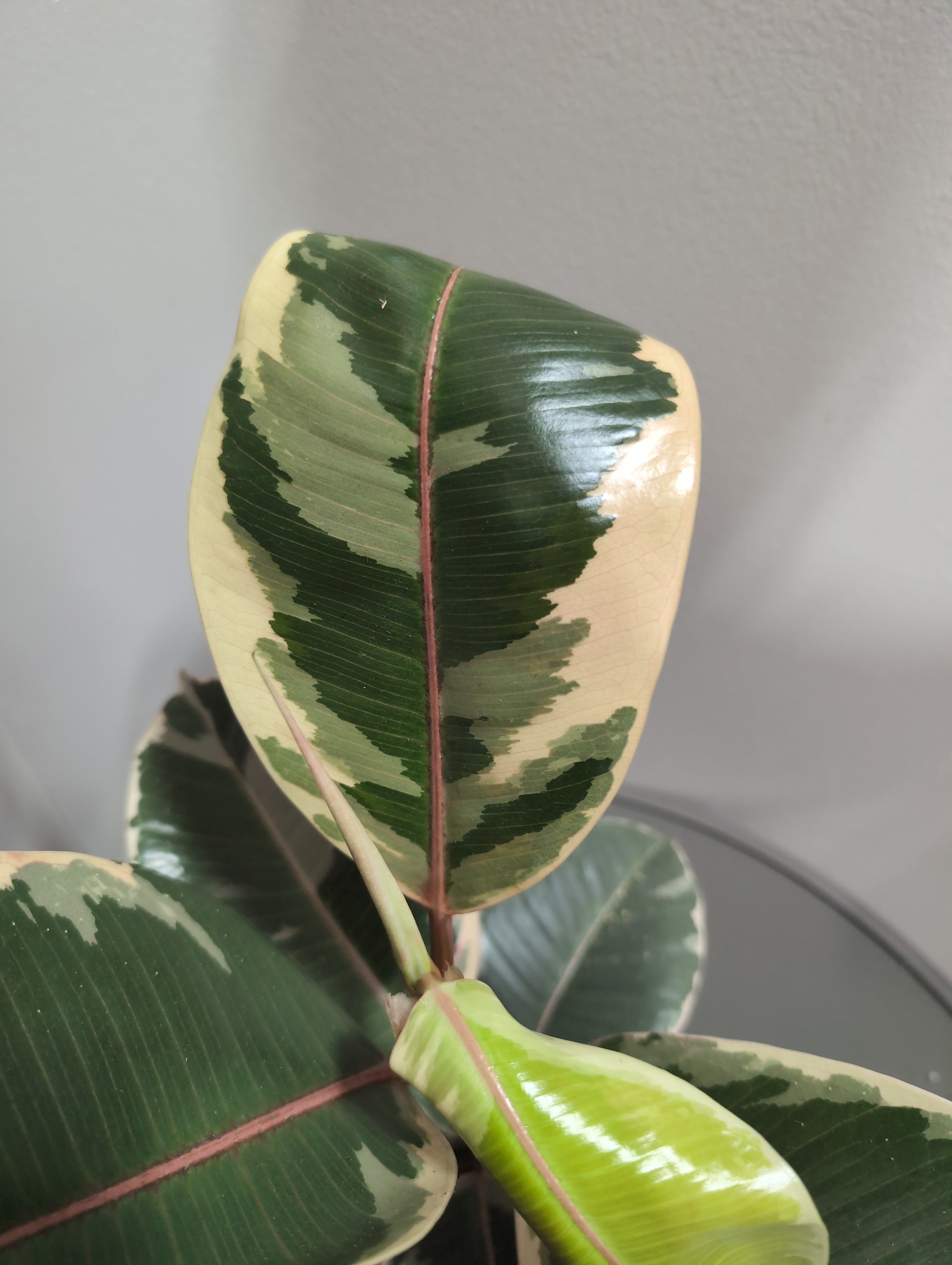 Ficus Elastica | Tineke