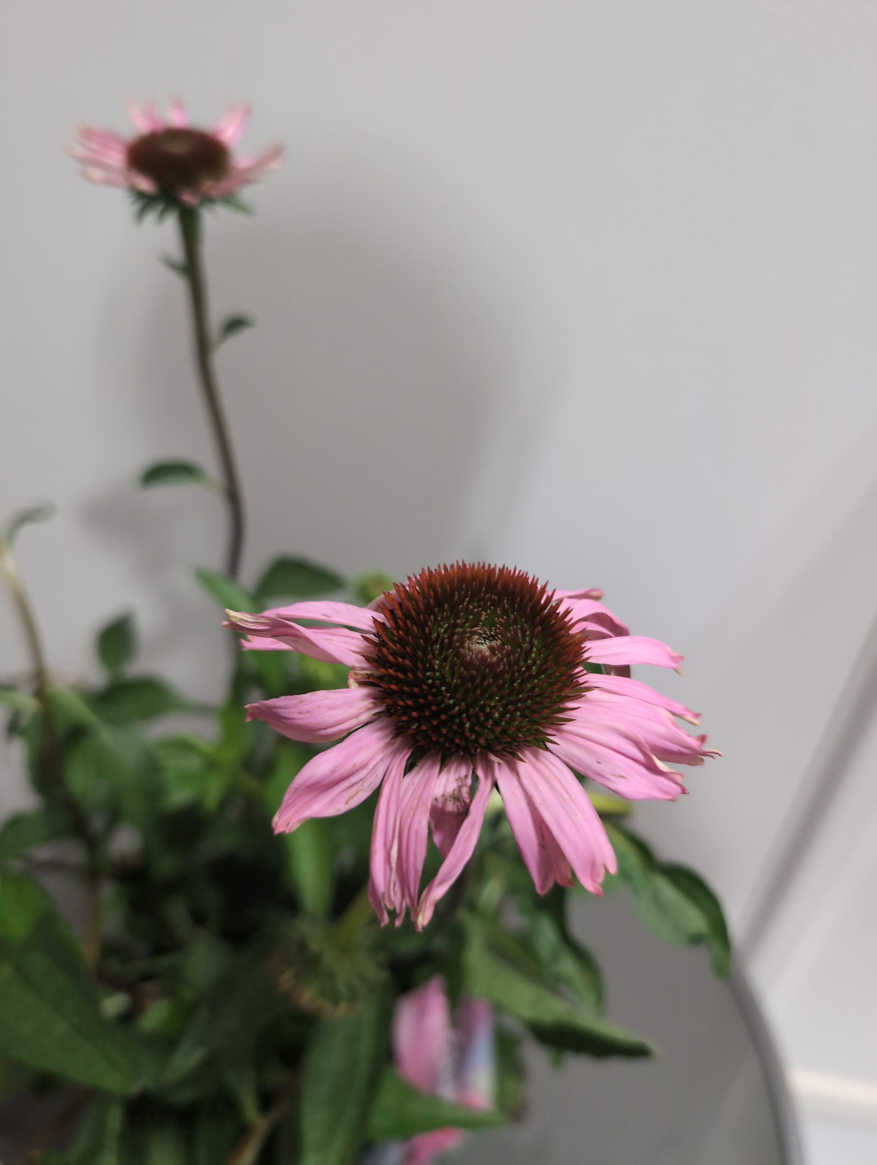 Echinacea | Mooodz Courage