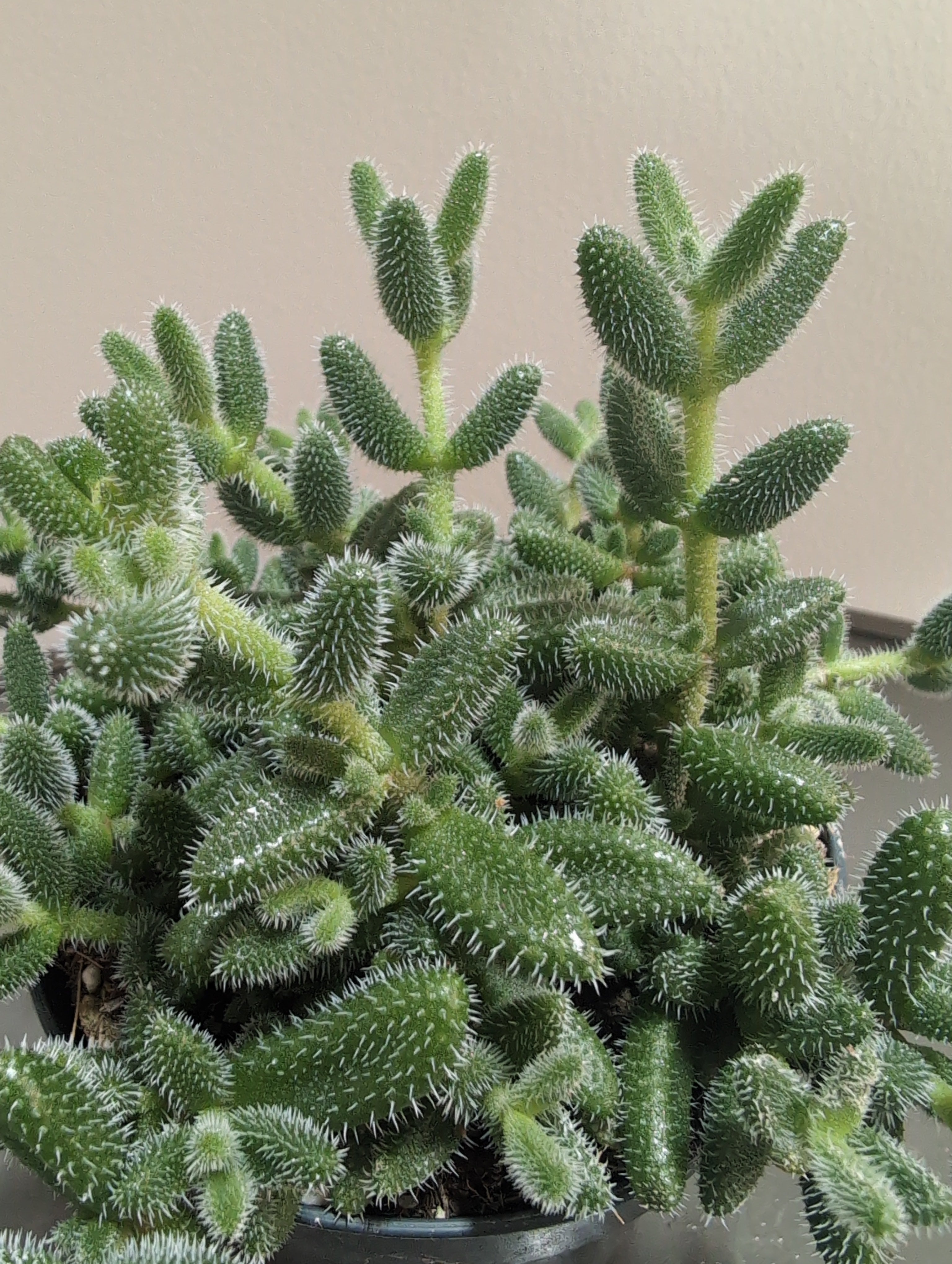 Pickle Plant | Delosperma echinatum