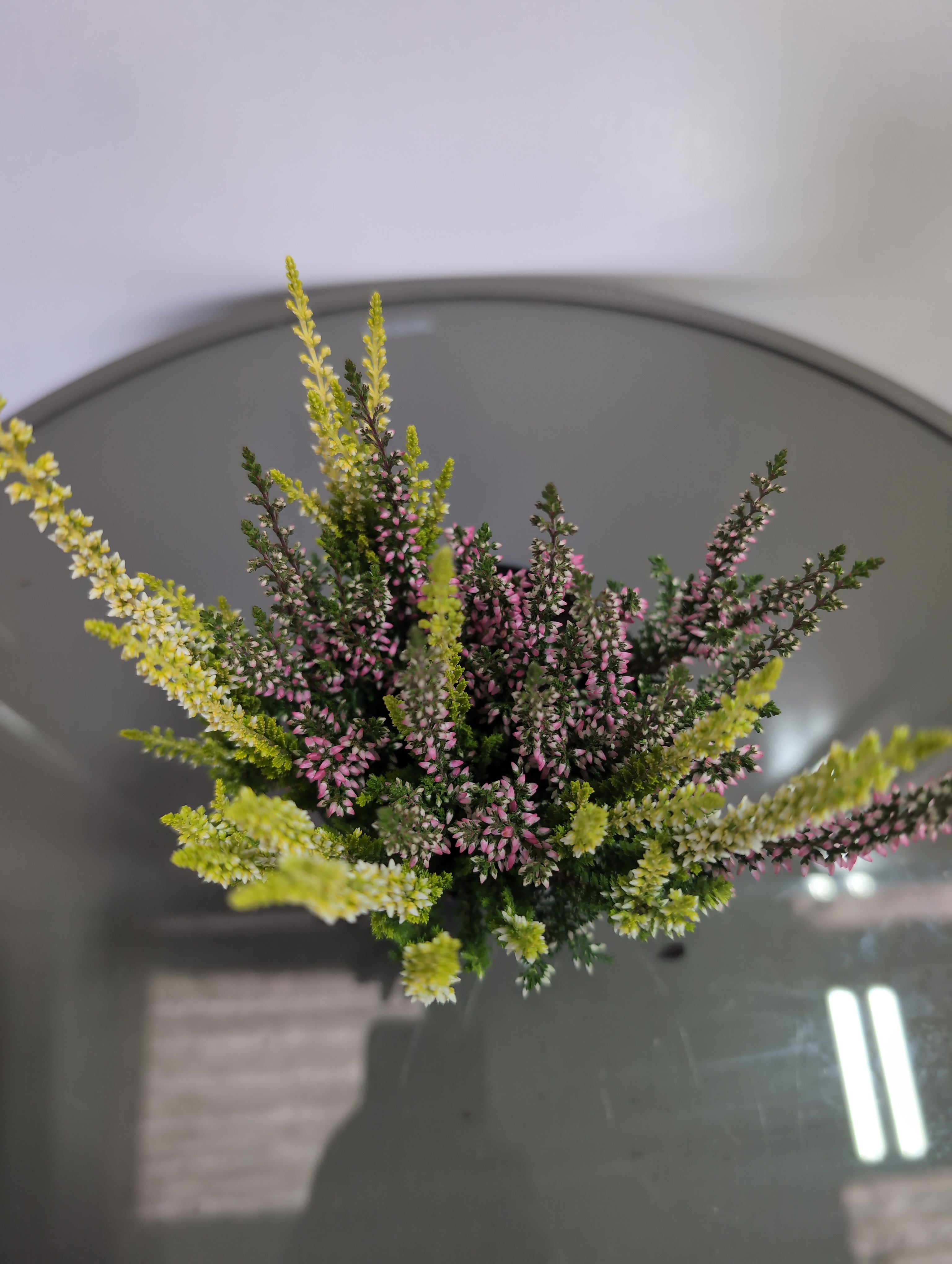 Heather | Twin-Colour | Calluna Beauty Ladies Twins