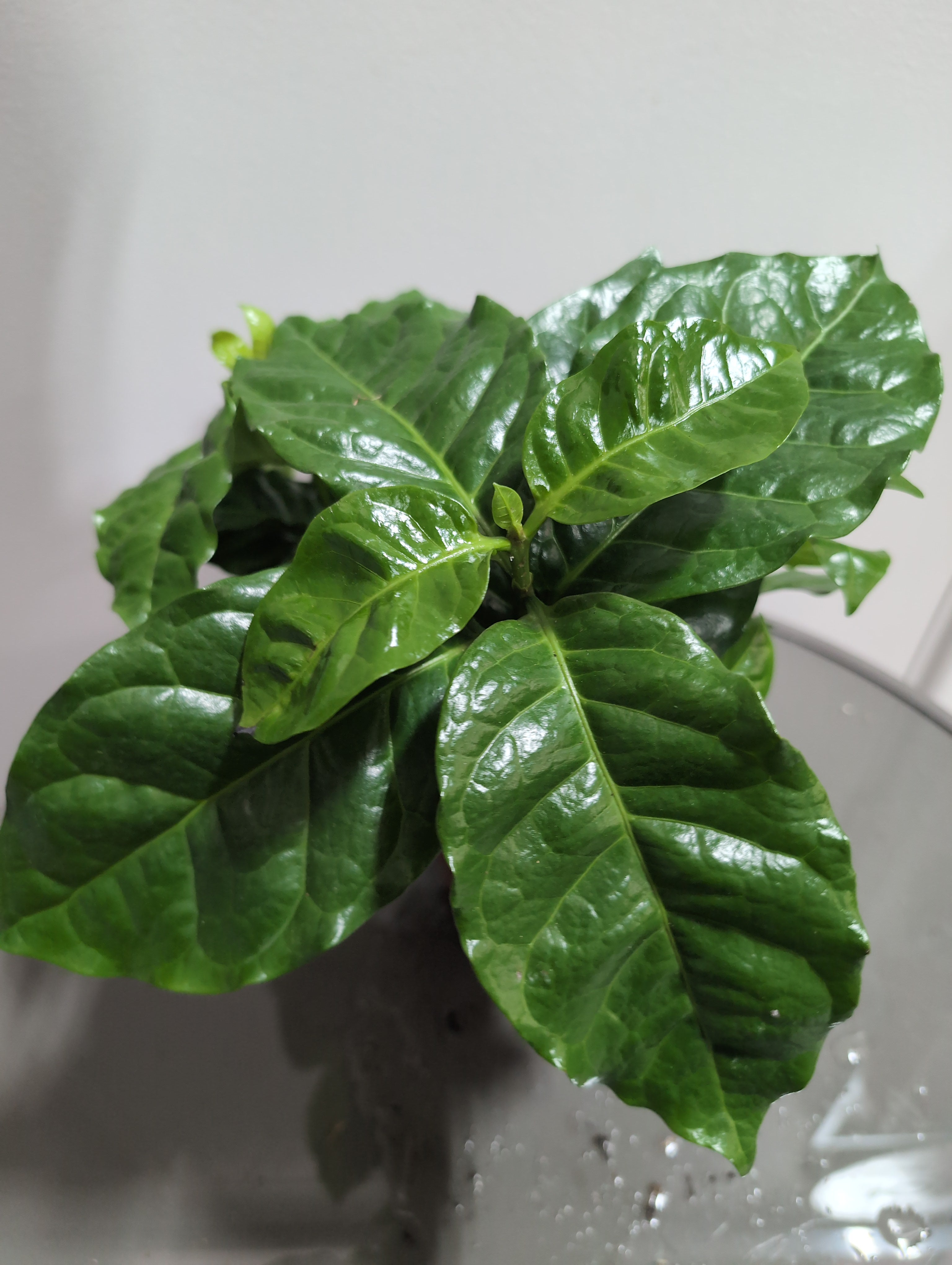 Coffea arabica | Coffee Plant