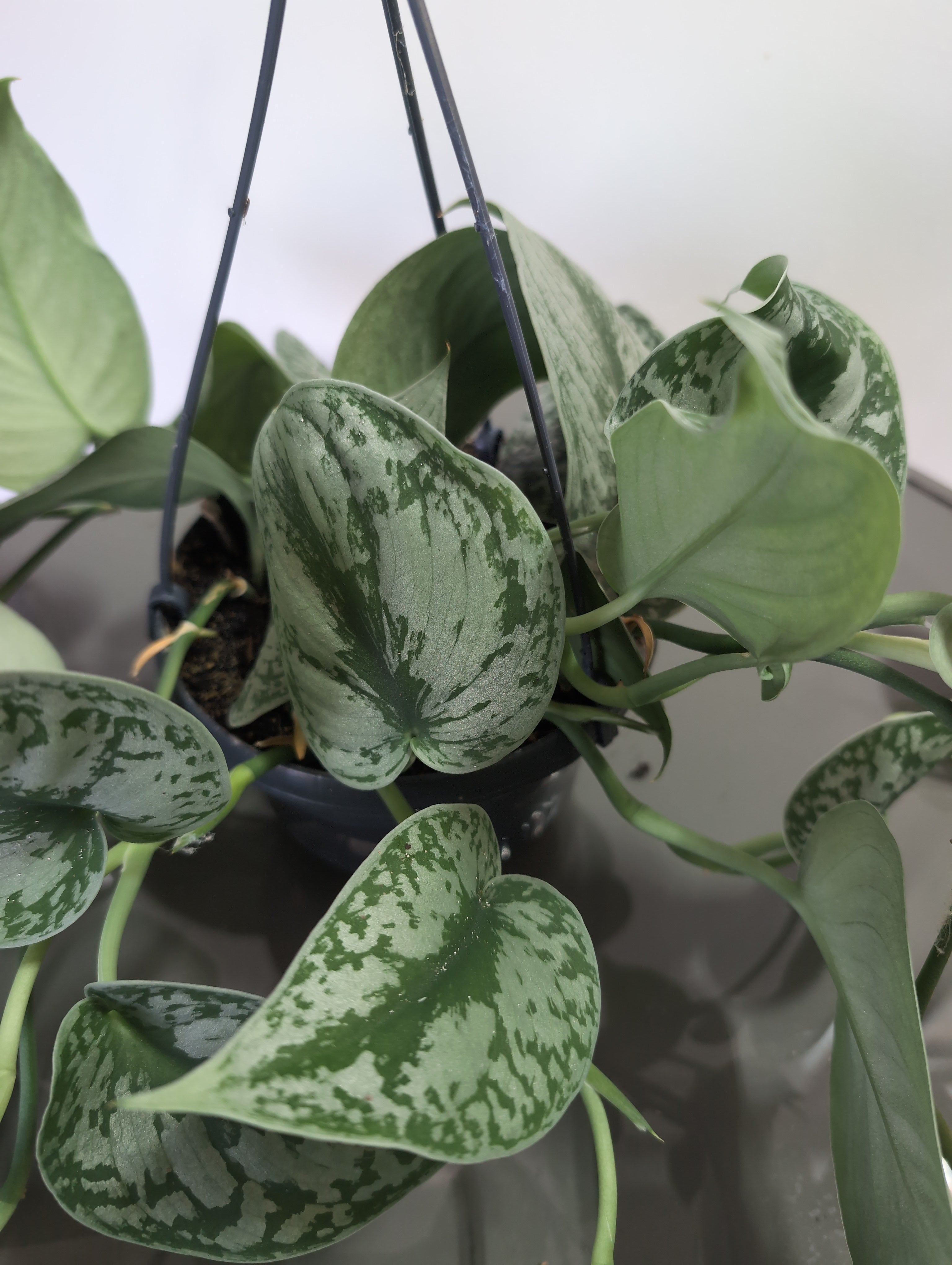 Satin Pothos | Trebie | Scindapsus Pictus | Hanging Pot