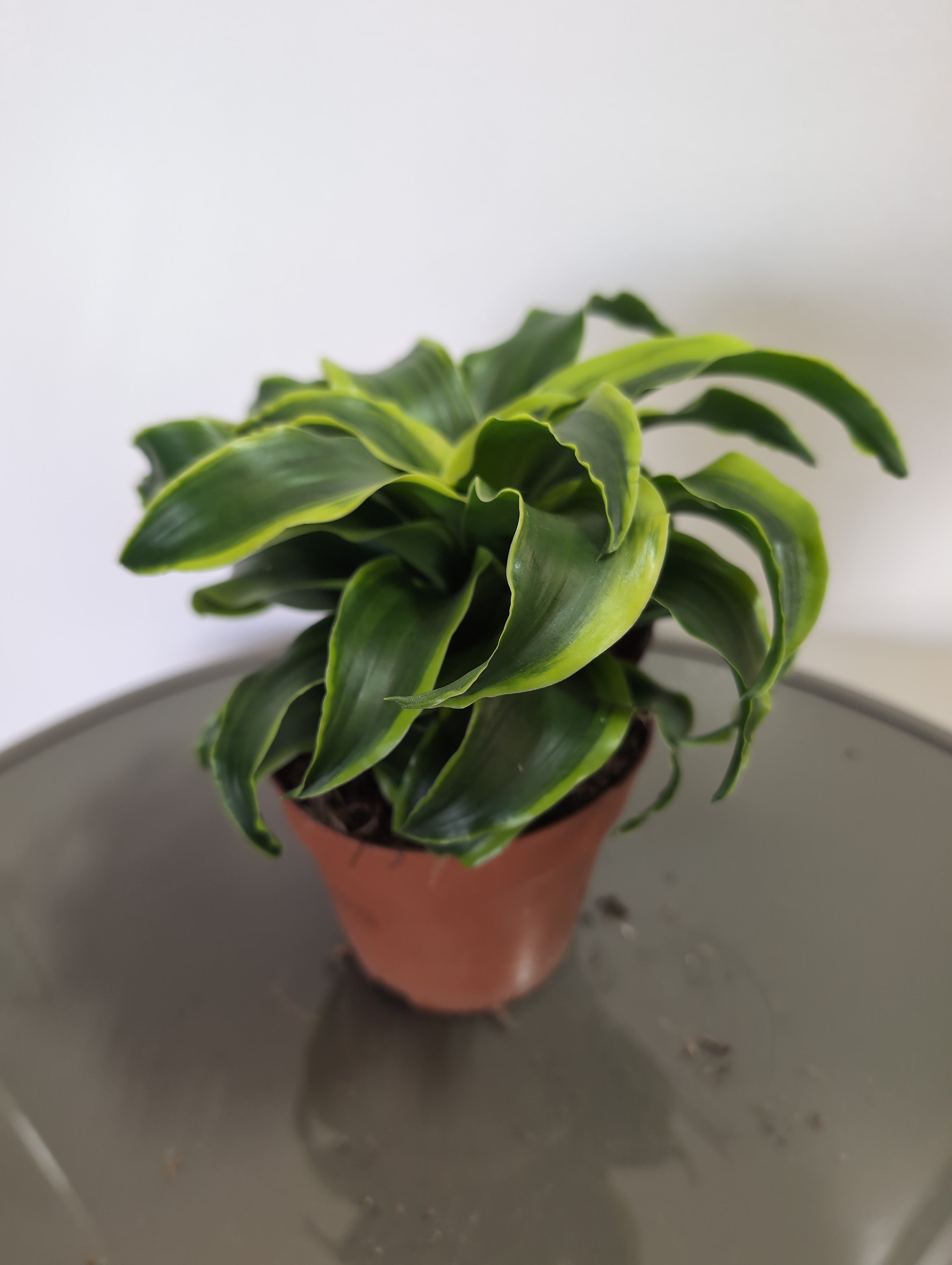 Tornado Dragon Tree | Dracaena Fragrans | Tornado