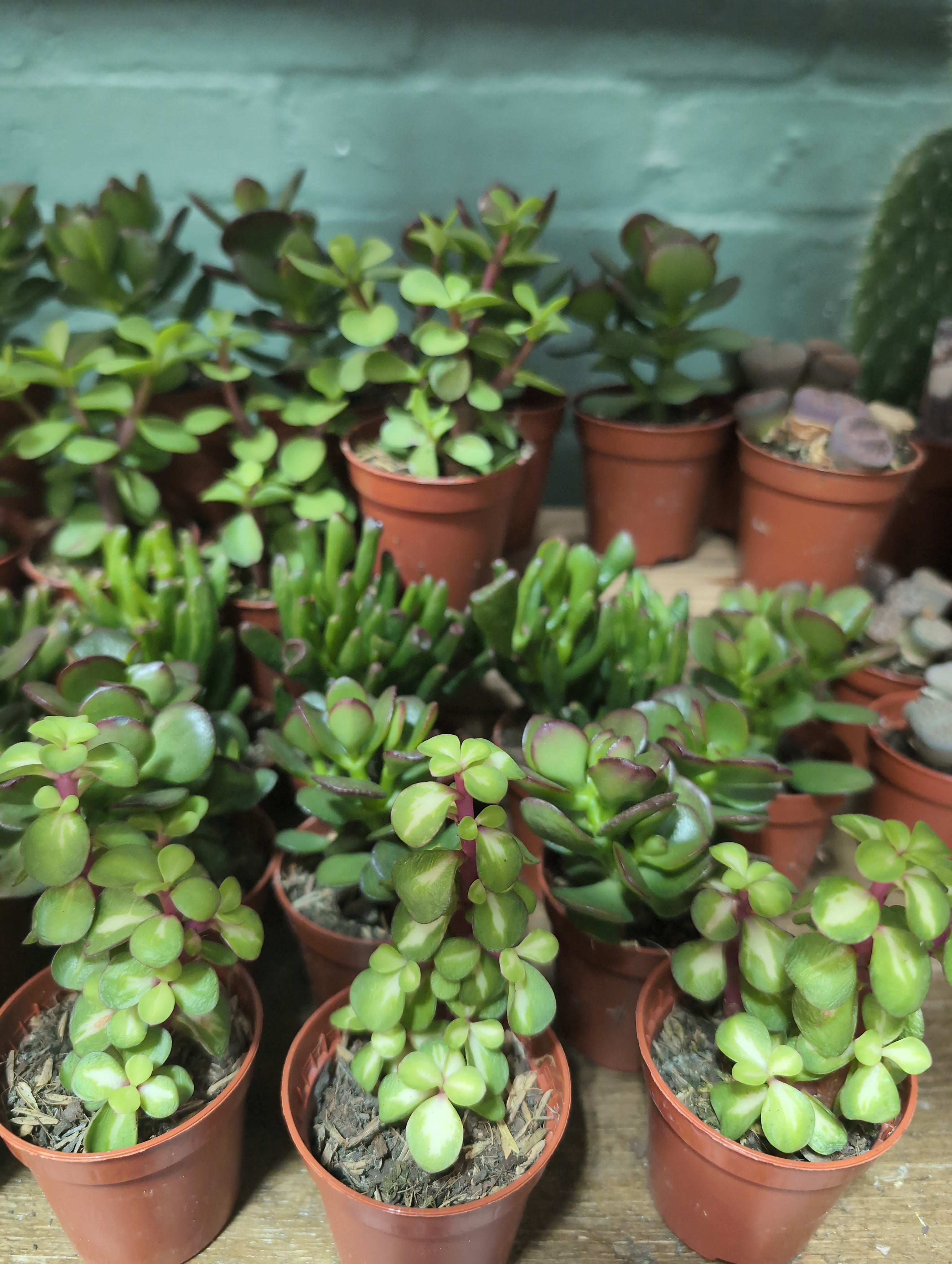 Crassula Gem | Crassula