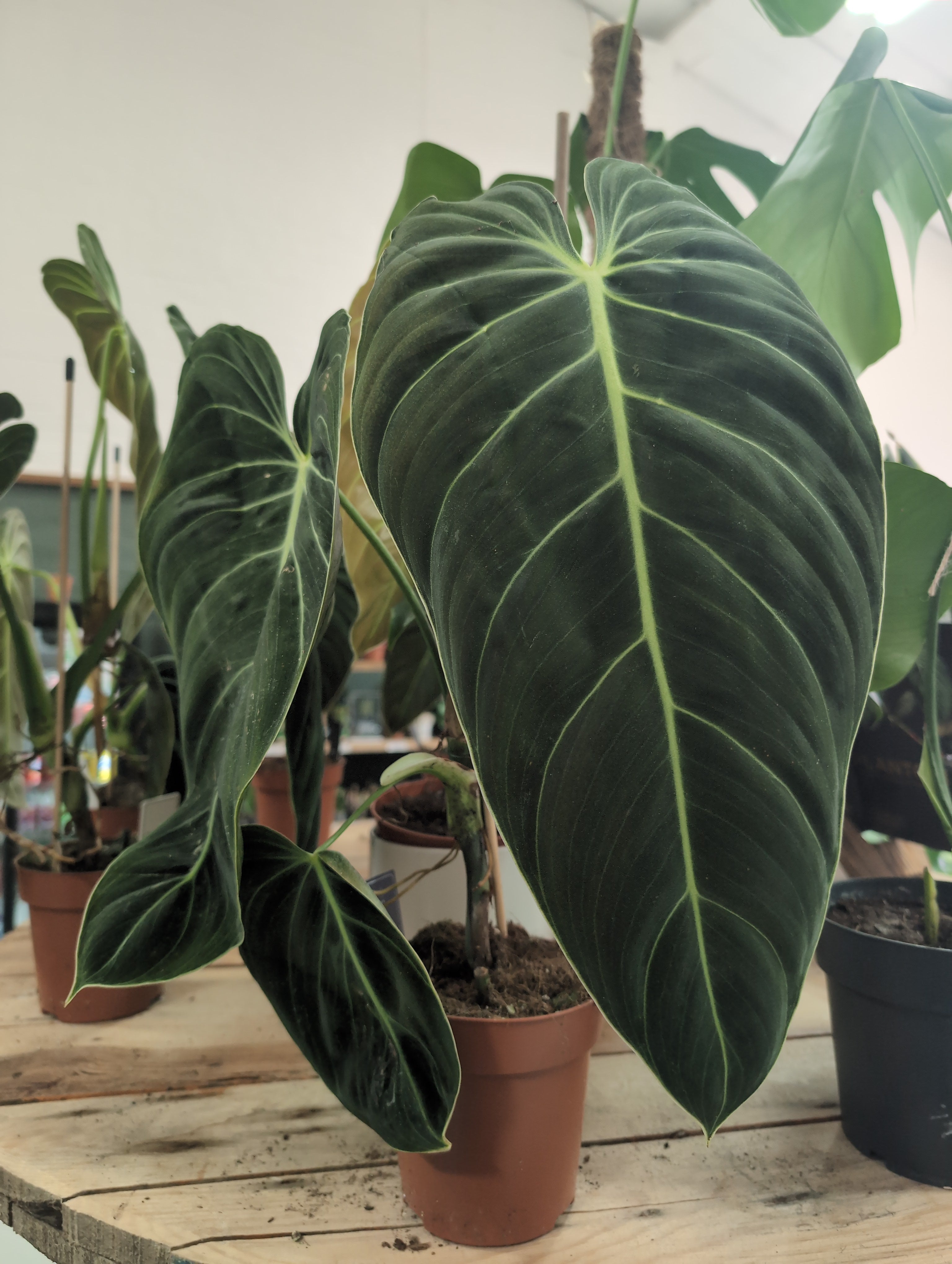 Black Gold Philodendron | Philodendron melanochrysum