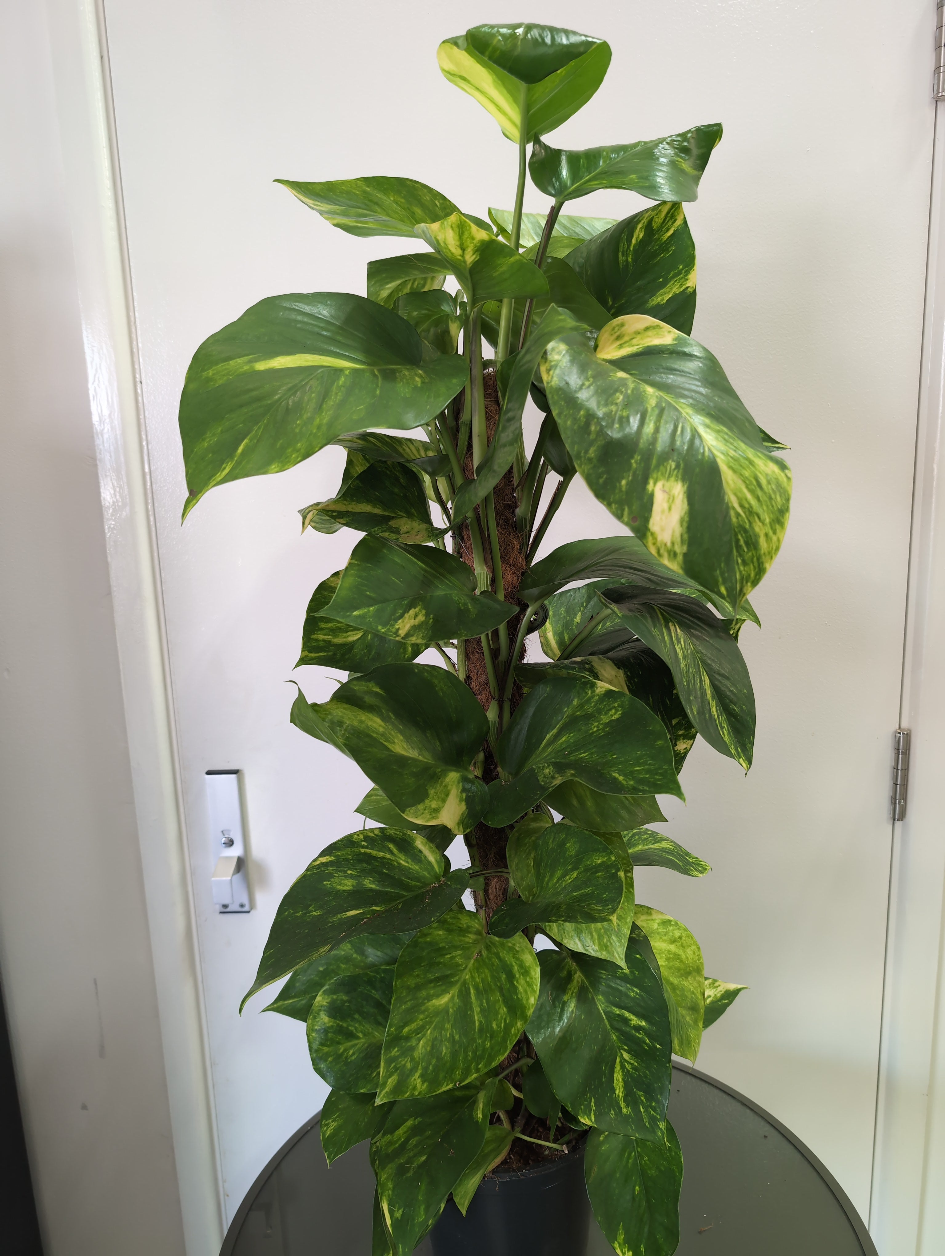 Pothos | Devil’s Ivy | Epipremnum Moss Pole