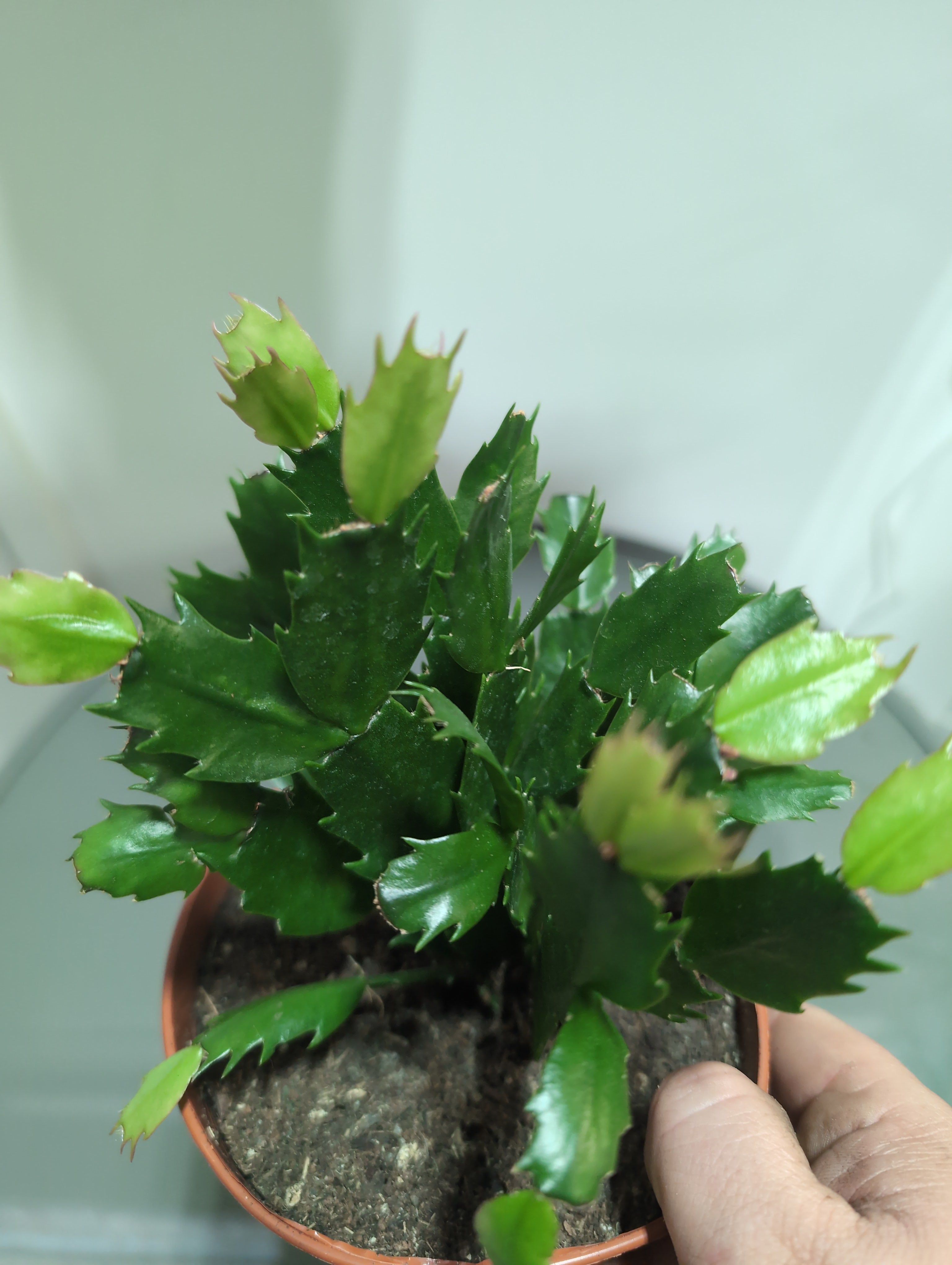 Christmas Cactus | Schlumbergera