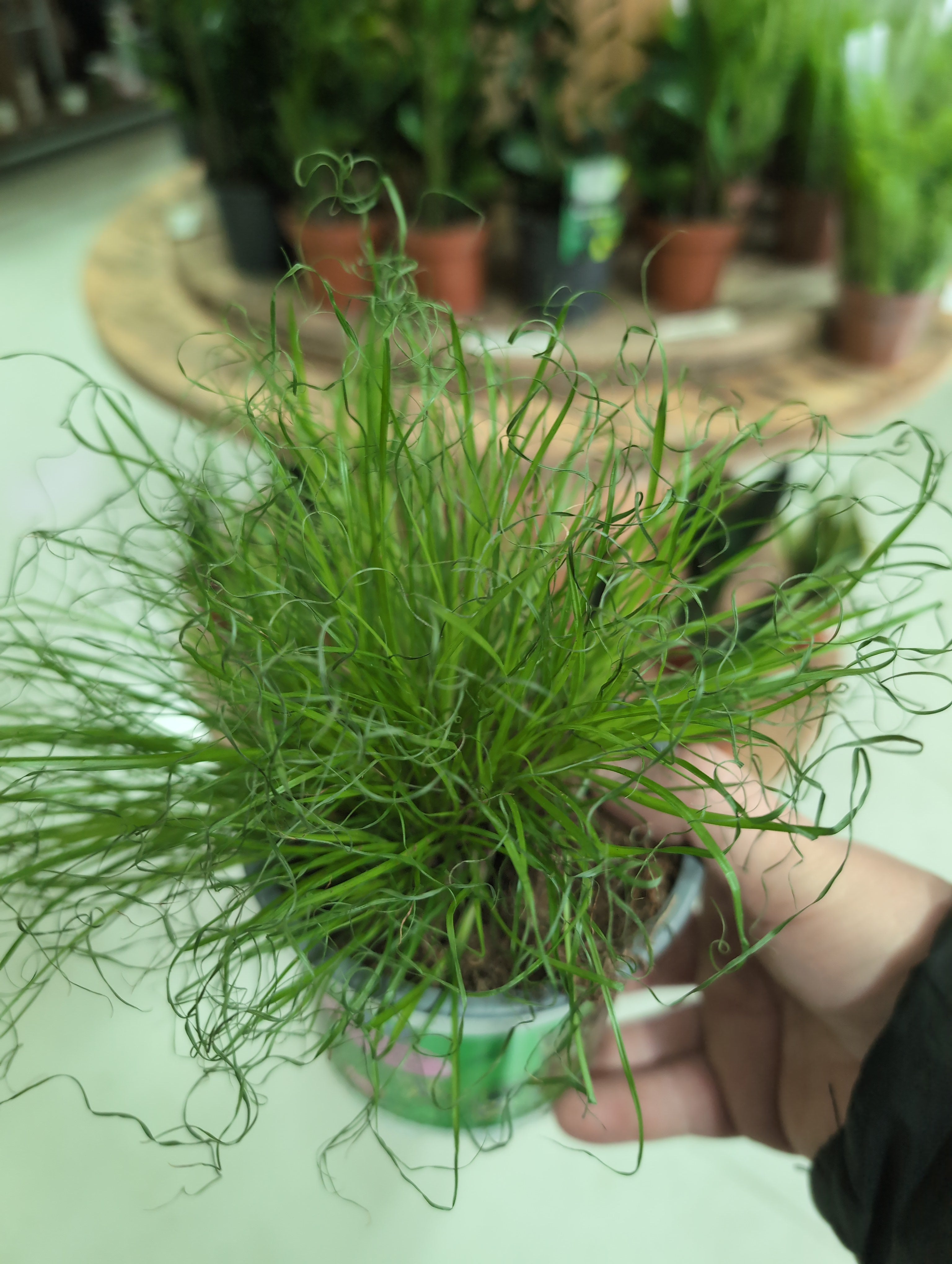Cat Grass | Cyperus alternifolius | Zumula