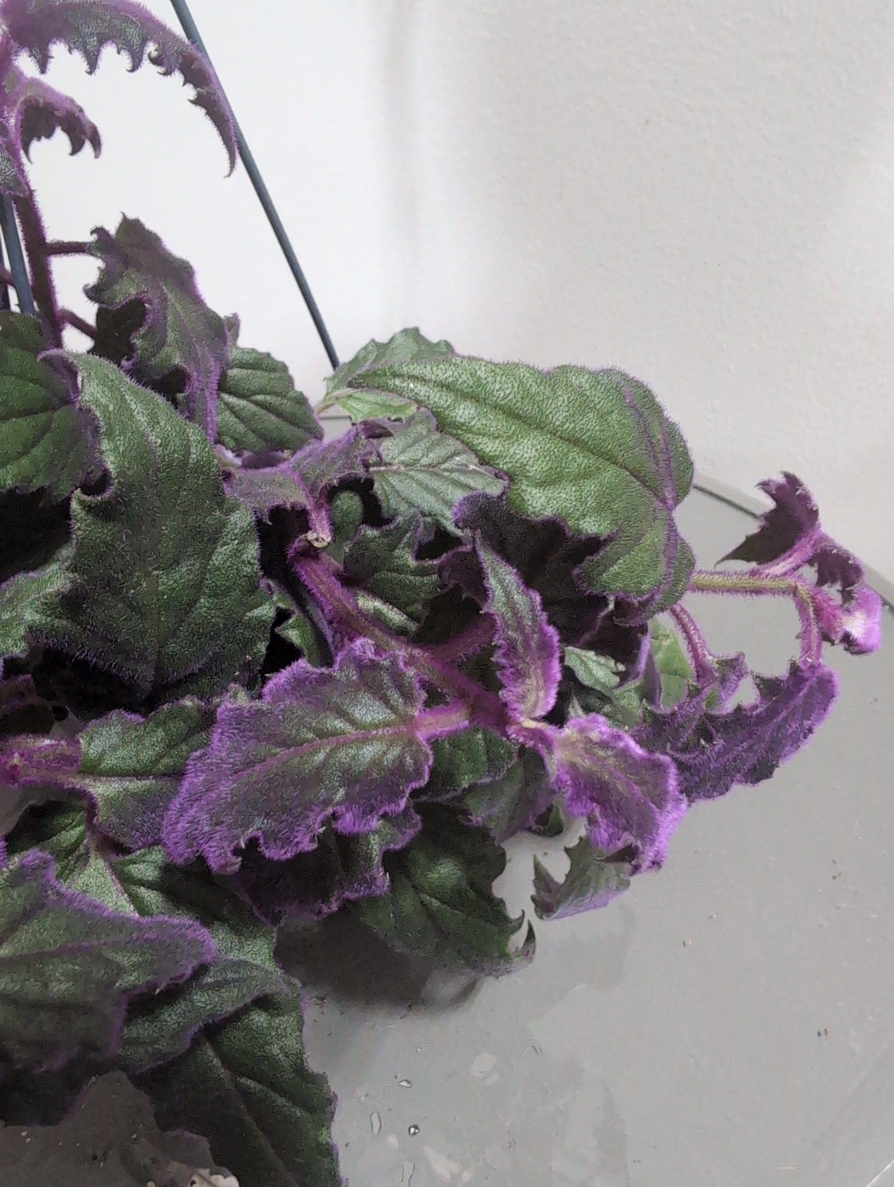 Purple Passion Plant | Gynura Aurantiaca