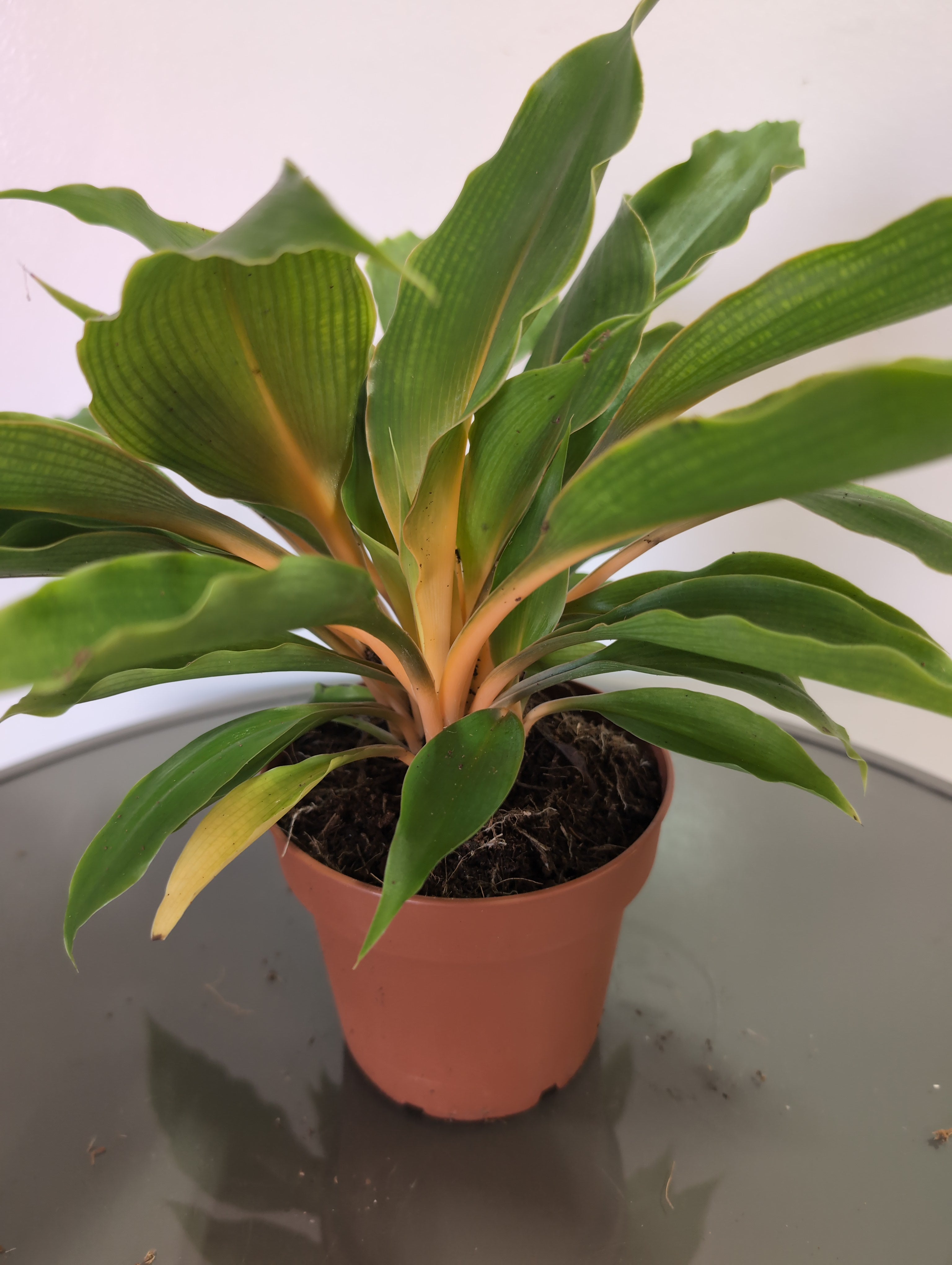 Spider Plant | Chlorophytum Orchidastrum | Fire Flash Plant