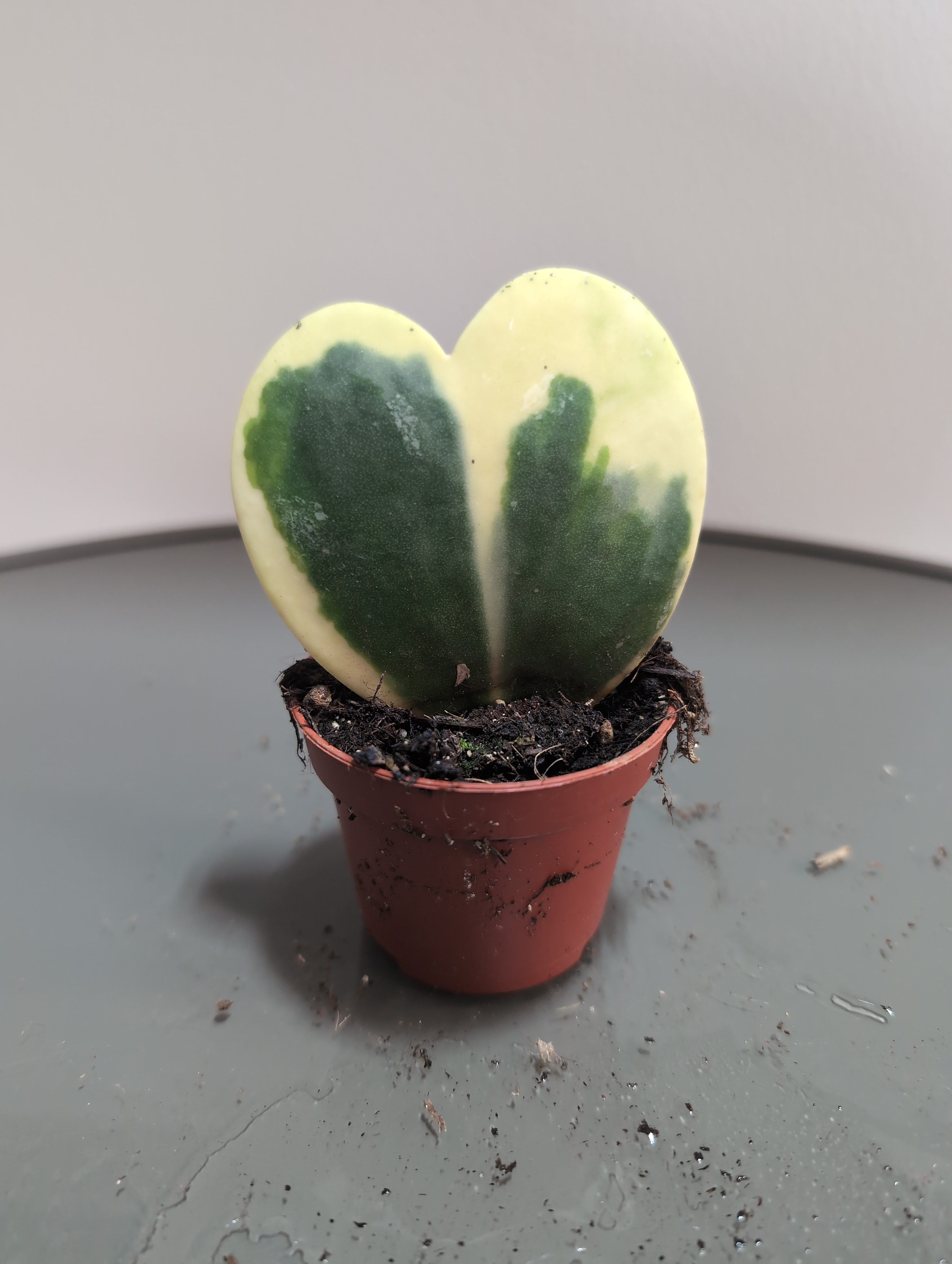Sweetheart Hoya | Hoya kerrii 'Variegata'