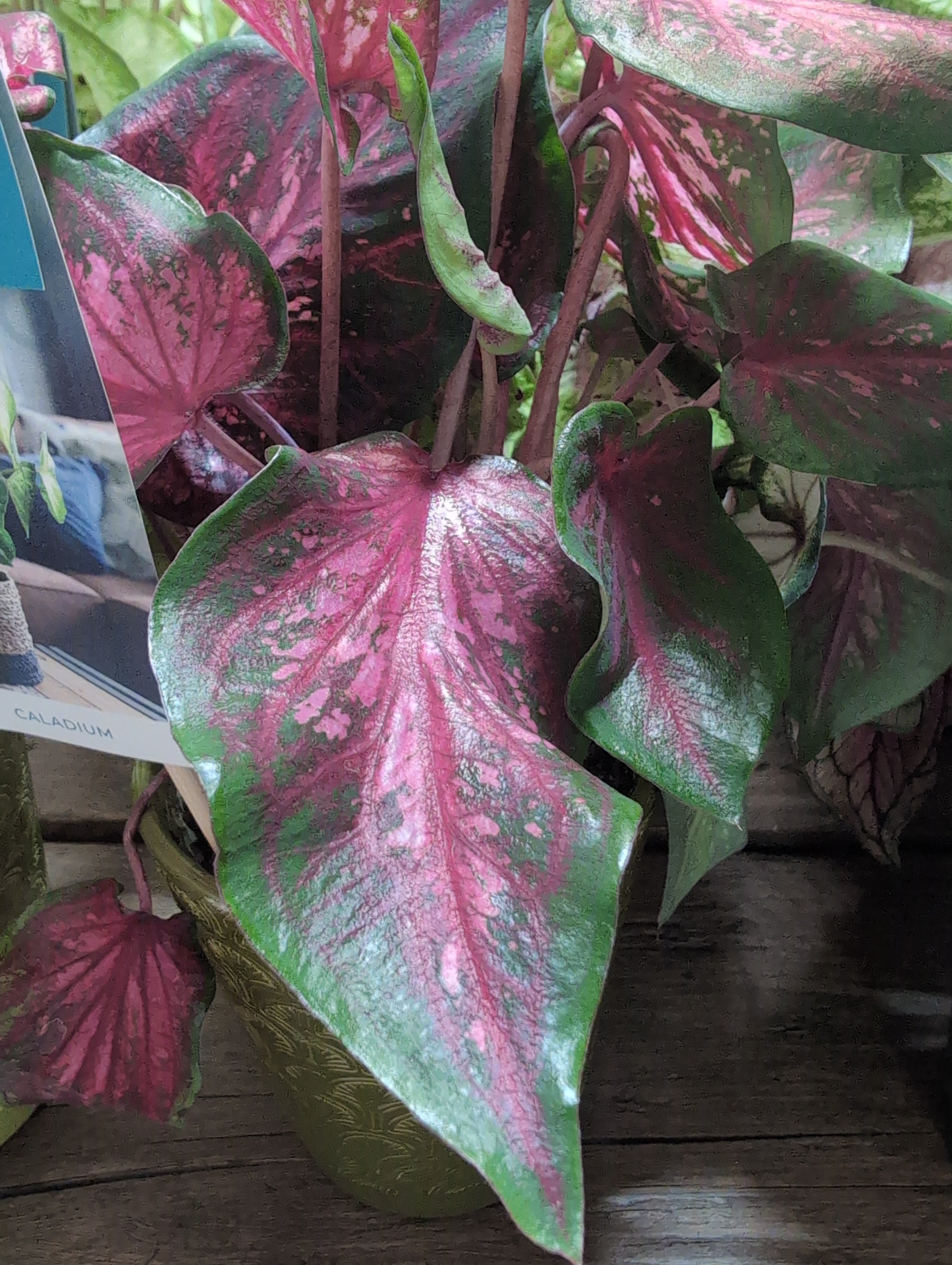 Caladium