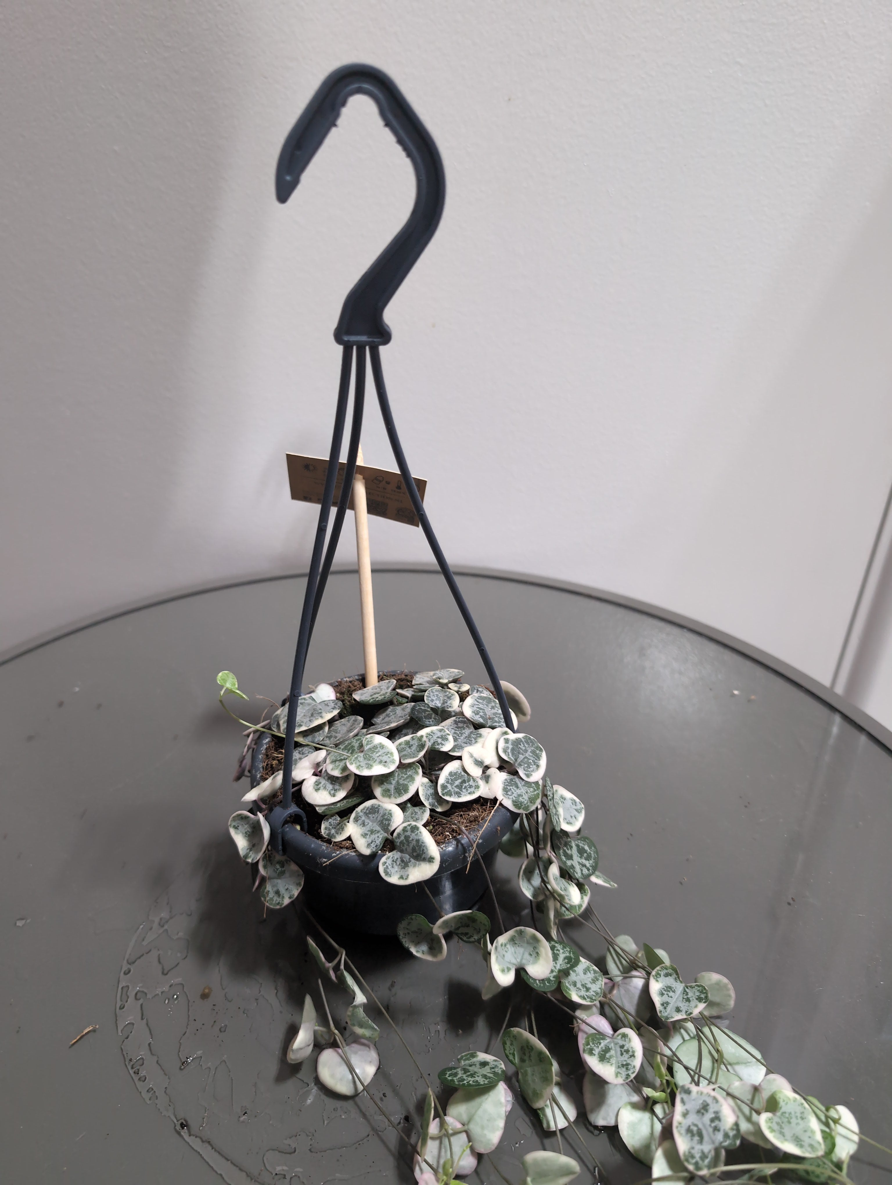 String Of Hearts | Ceropegia woodii | Variagated