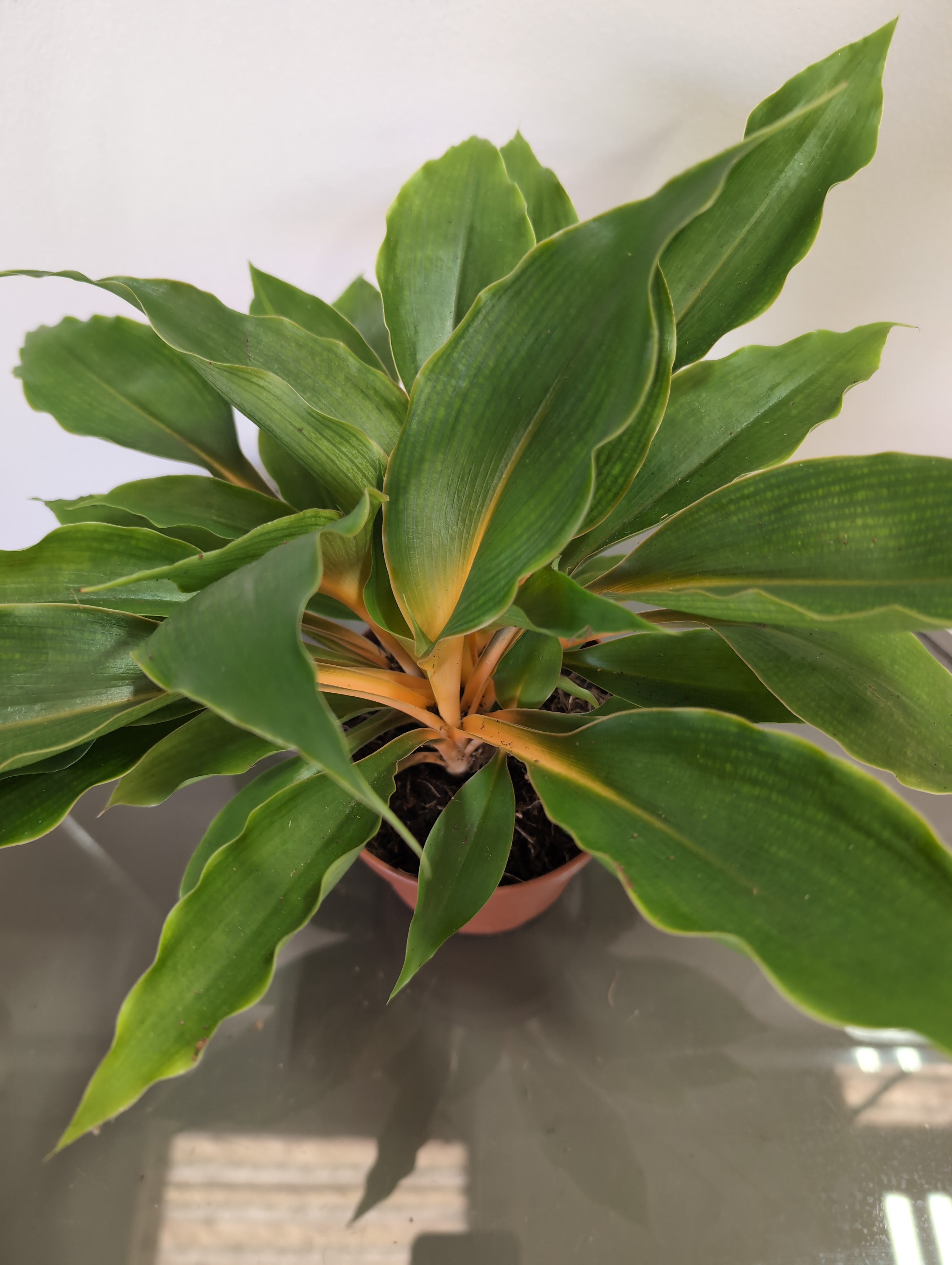 Spider Plant | Chlorophytum Orchidastrum | Fire Flash Plant