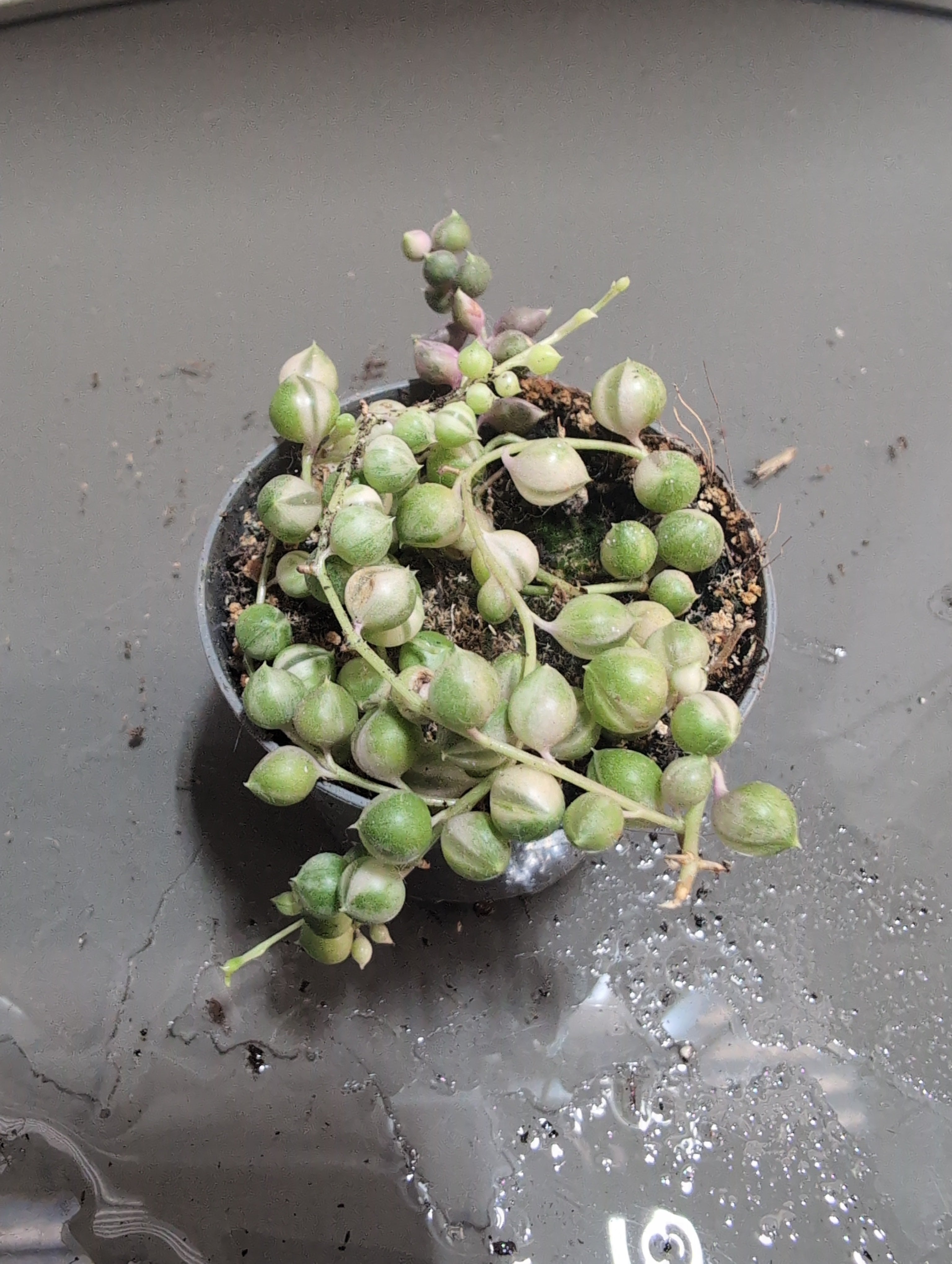 String of Pearls Variegated | Senecio rowleyanus ‘Variegatus’