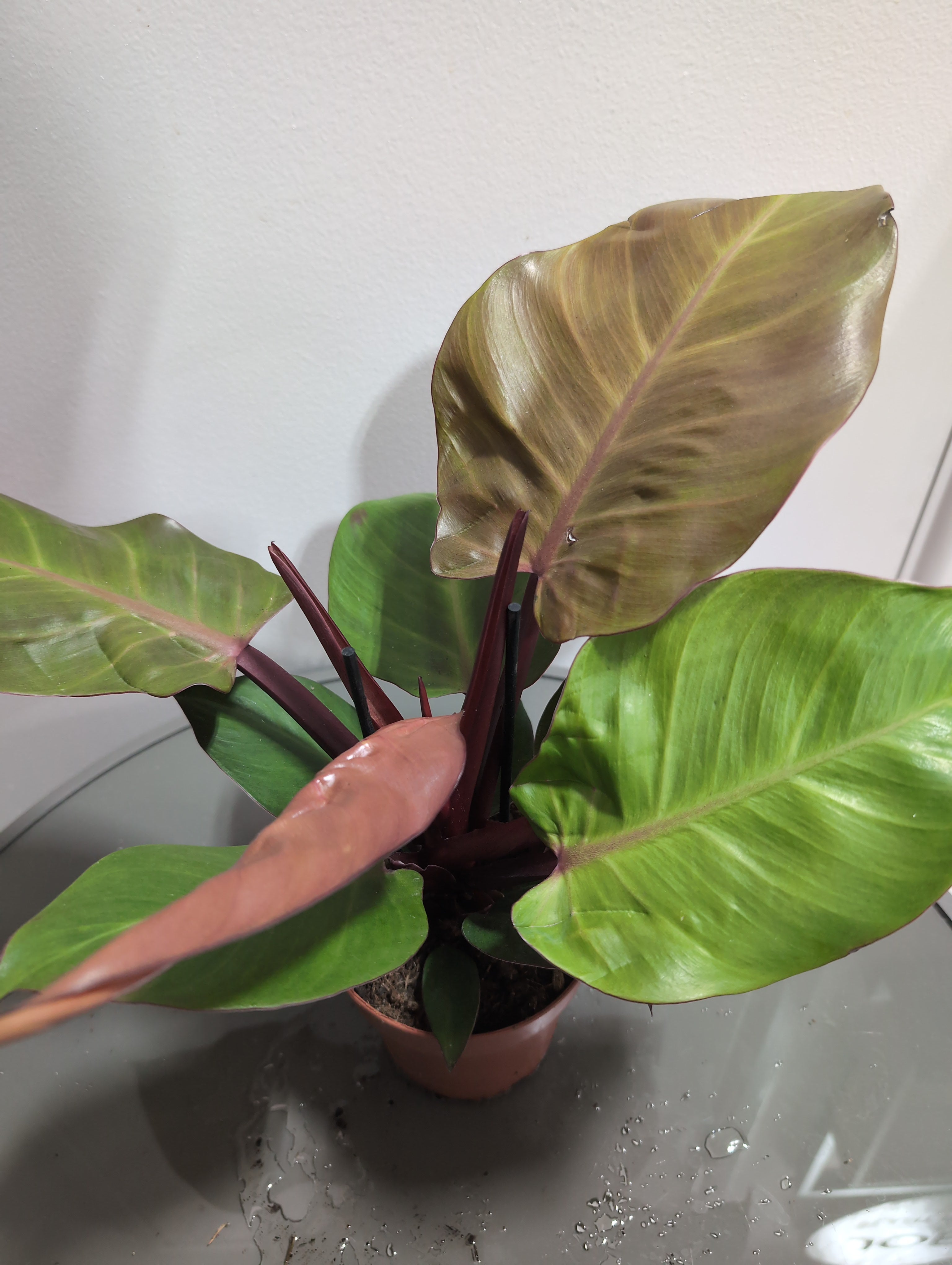 Philodendron | Sunlight